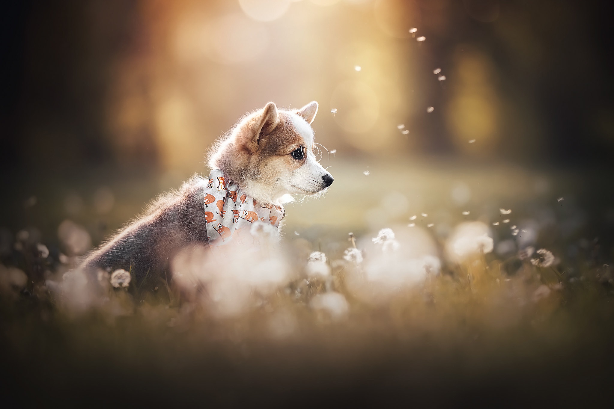 Download mobile wallpaper Dogs, Dog, Animal, Puppy, Dandelion, Baby Animal for free.