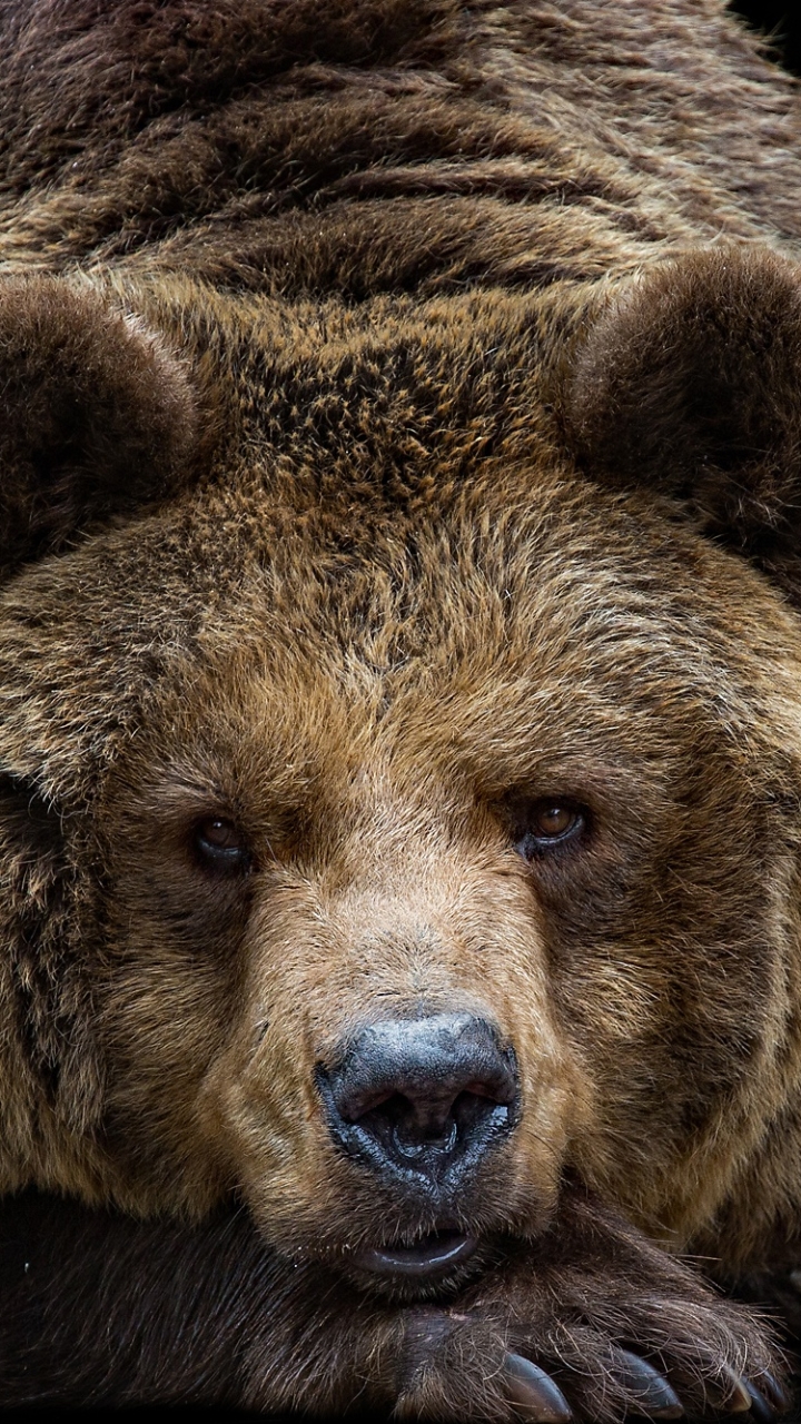 Скачать картинку Животные, Медведи, Медведь в телефон бесплатно.