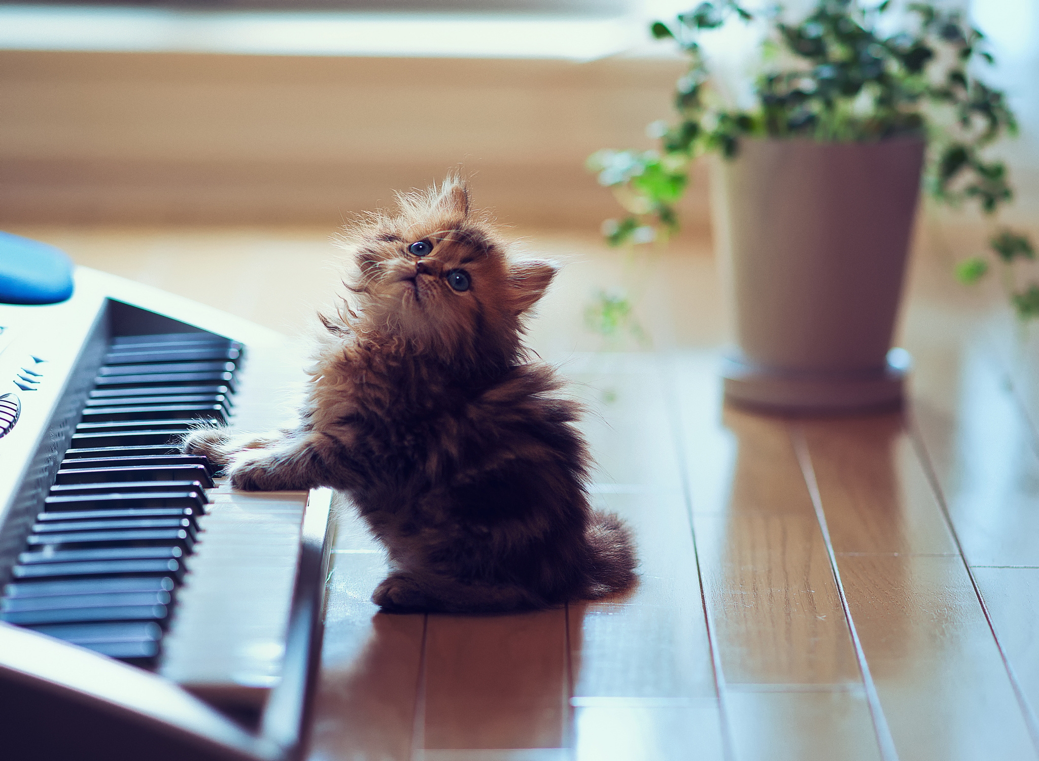 kitty, kitten, animals, sit, fluffy, playful, synthesizer, keys, floor