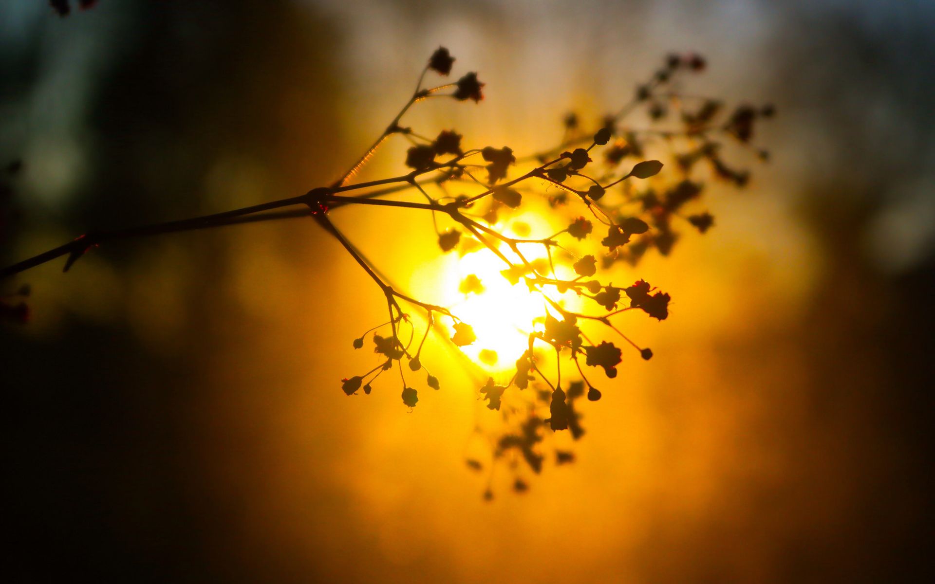 Download mobile wallpaper Nature, Sunset, Sun, Plant, Blur, Earth, Bokeh for free.