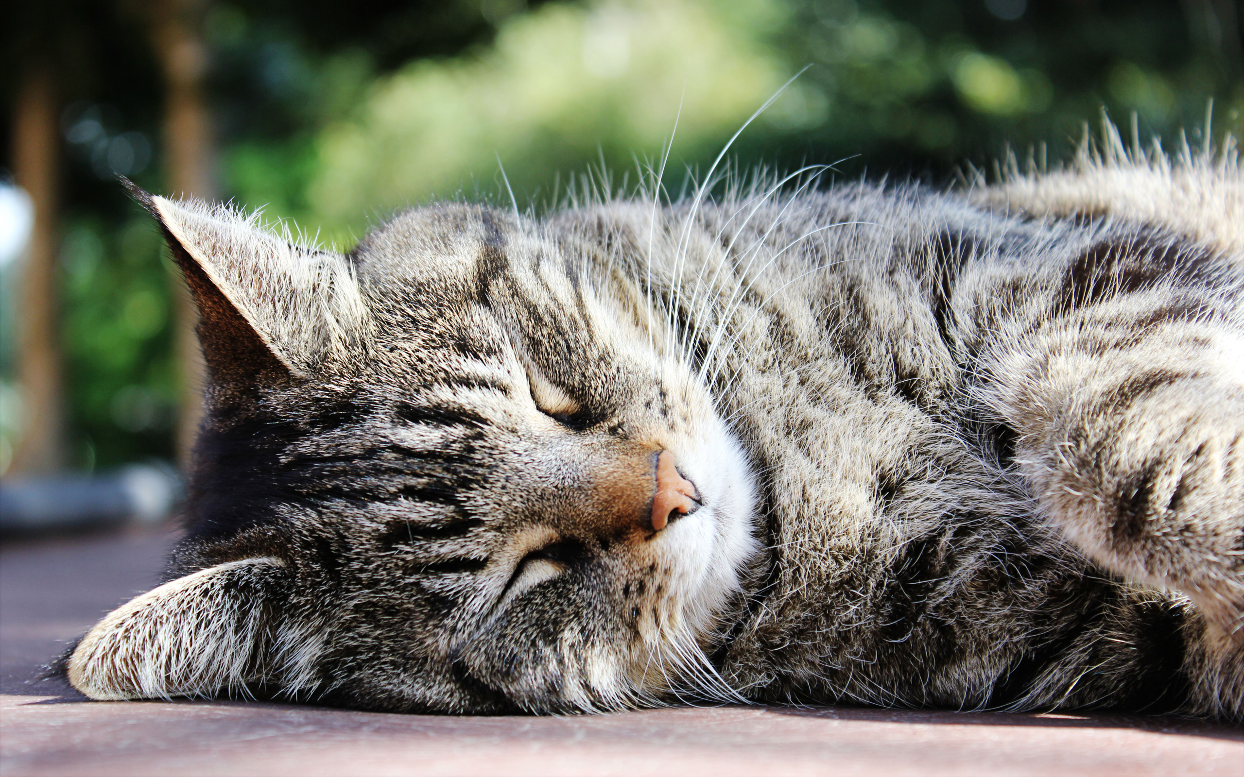 Baixe gratuitamente a imagem Animais, Gatos, Gato na área de trabalho do seu PC