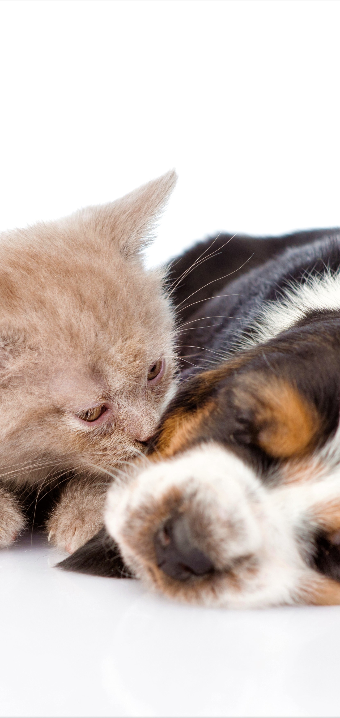 Download mobile wallpaper Cat, Kitten, Dog, Animal, Puppy, Sleeping, Cute, Baby Animal, Cat & Dog for free.