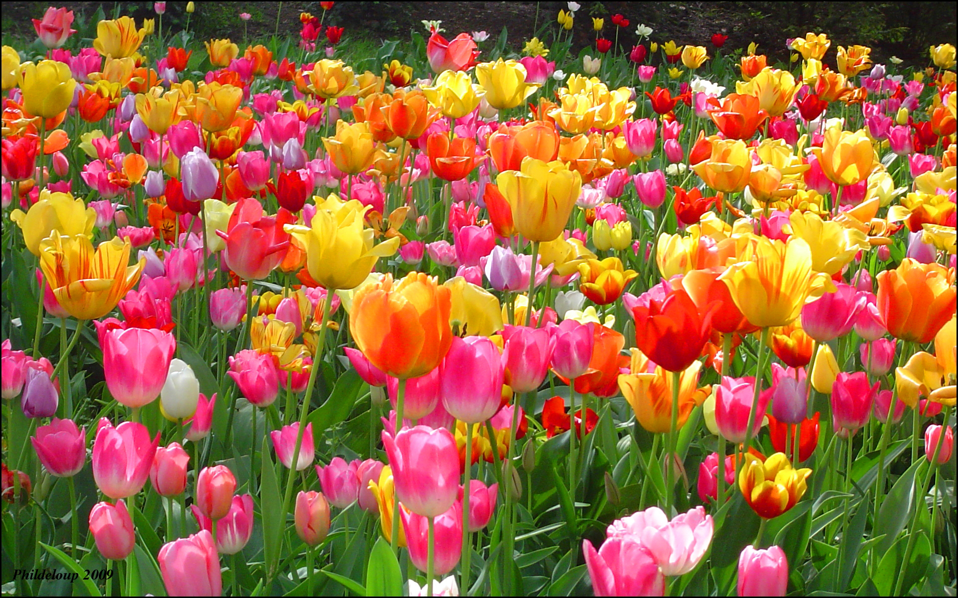 Download mobile wallpaper Nature, Flowers, Earth, Field, Colors, Colorful, Tulip, Yellow Flower, Purple Flower, Red Flower for free.
