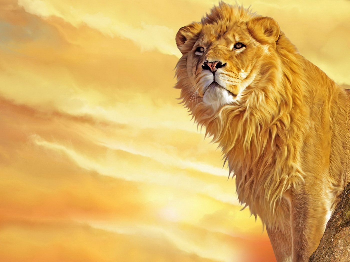 PC Wallpapers lions, animals, yellow