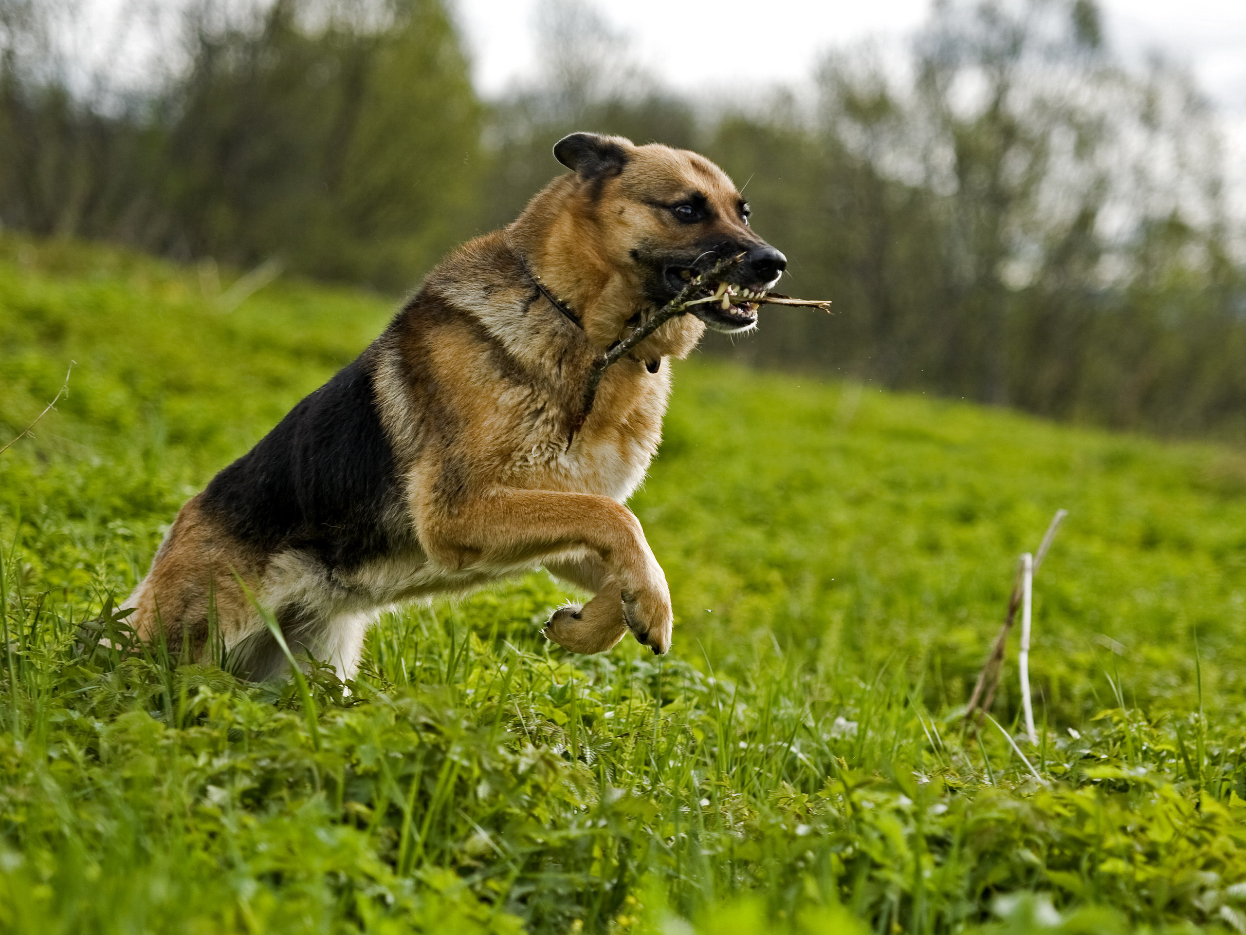 247122 descargar fondo de pantalla animales, pastor alemán, perros: protectores de pantalla e imágenes gratis
