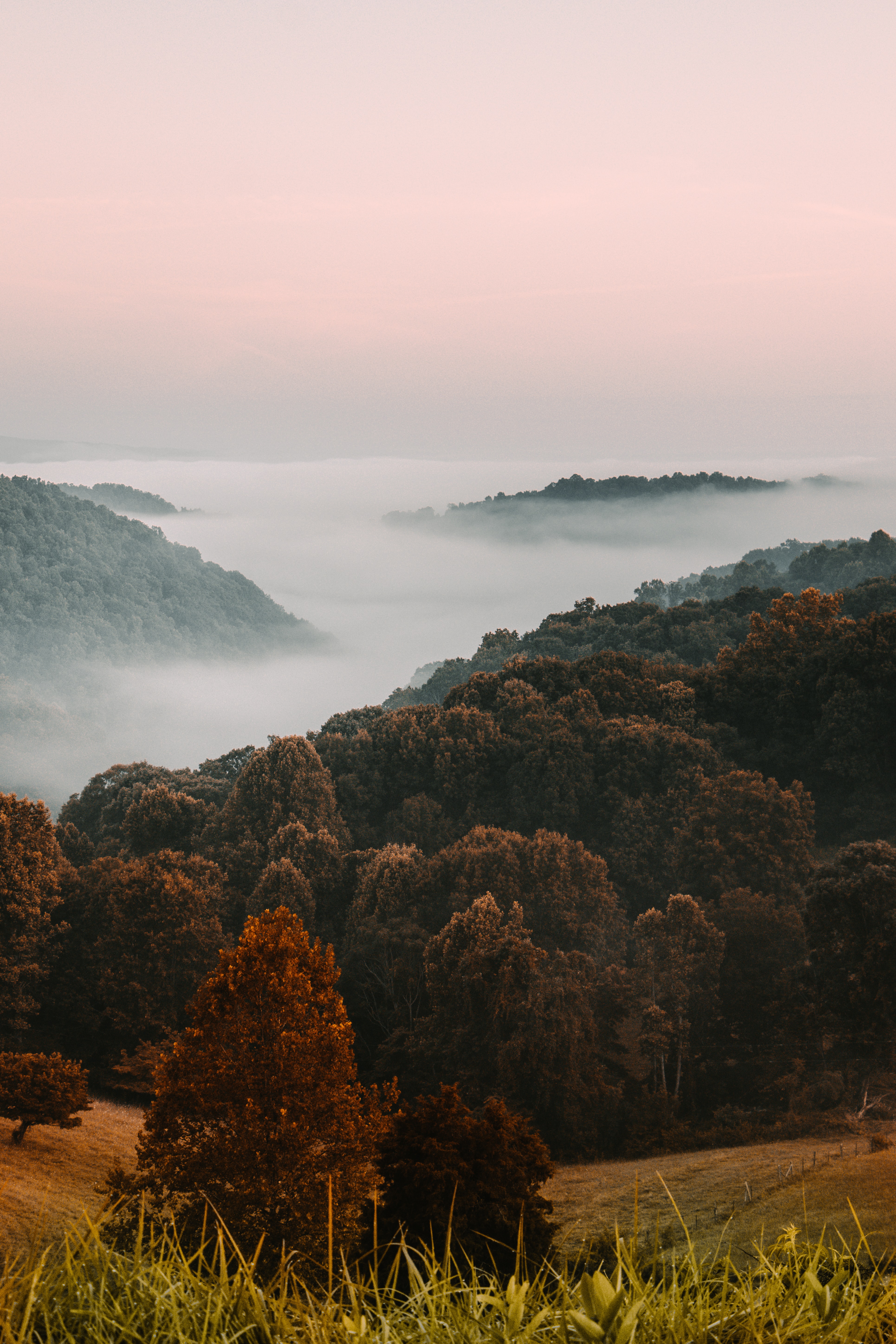 Скачать обои бесплатно Туман, Природа, Деревья, Трава, Лес картинка на рабочий стол ПК