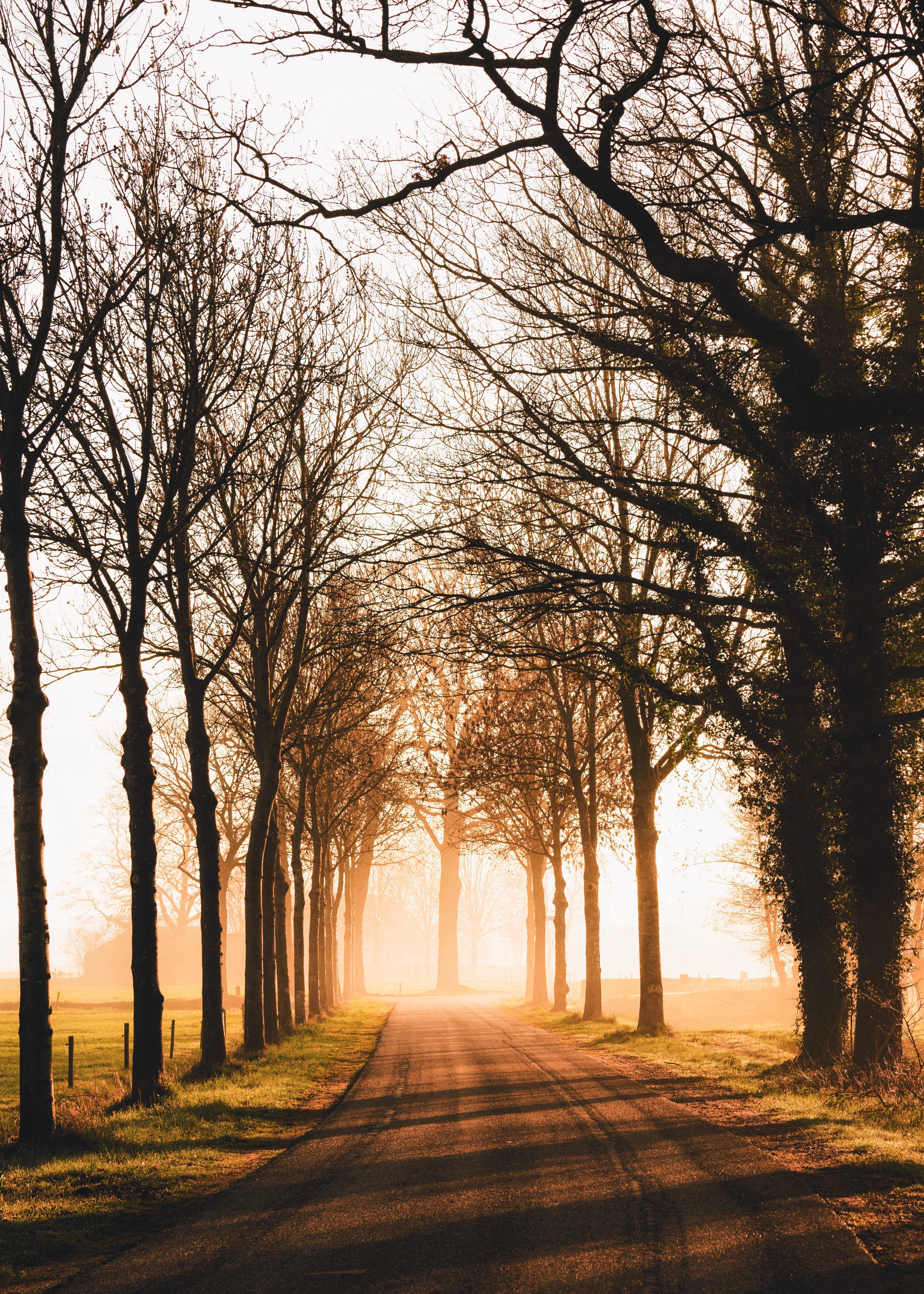 Free download wallpaper Sunlight, Nature, Trees, Road, Alley on your PC desktop