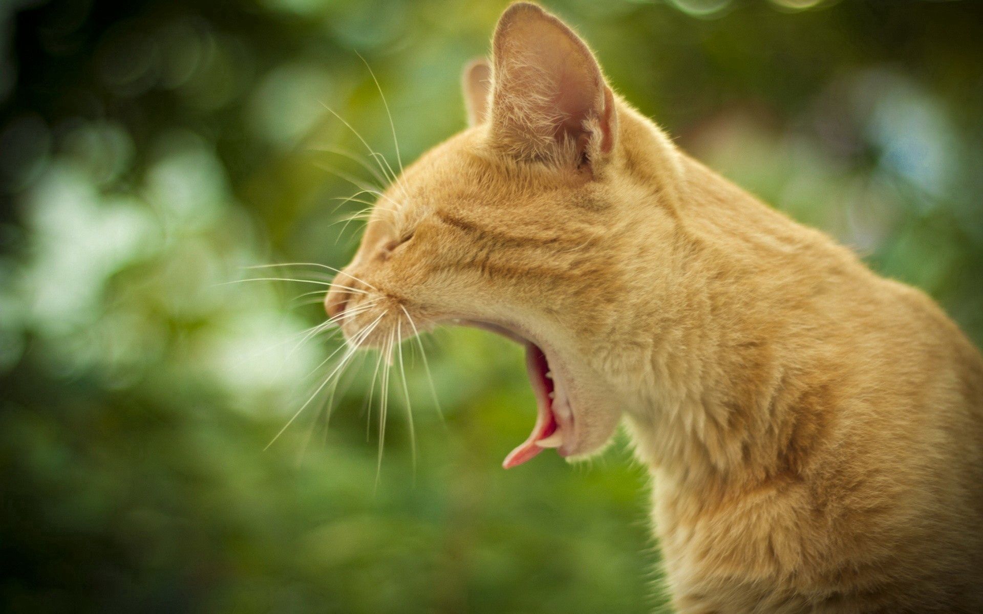 animals, background, cat, muzzle, profile, to yawn, yawn Full HD