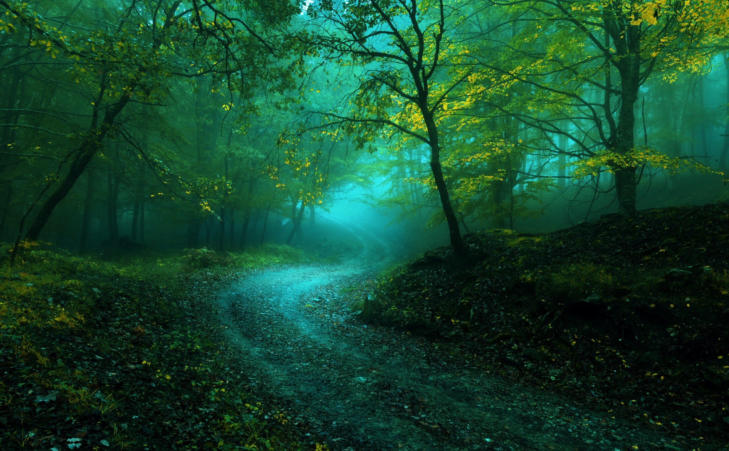 PCデスクトップに自然, 木, 道, 森, 霧, 地球, 未舗装の道路画像を無料でダウンロード