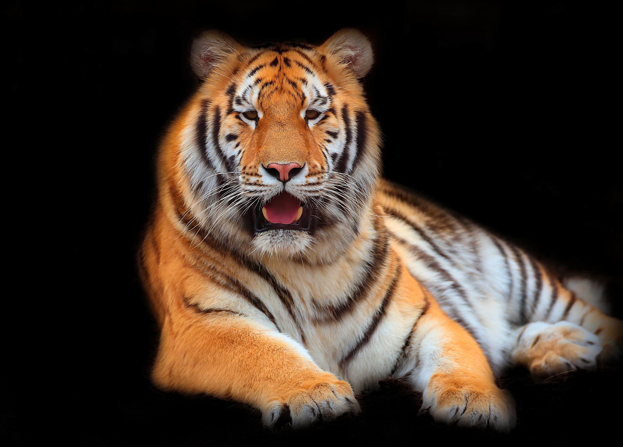 Baixe gratuitamente a imagem Animais, Gatos, Tigre na área de trabalho do seu PC