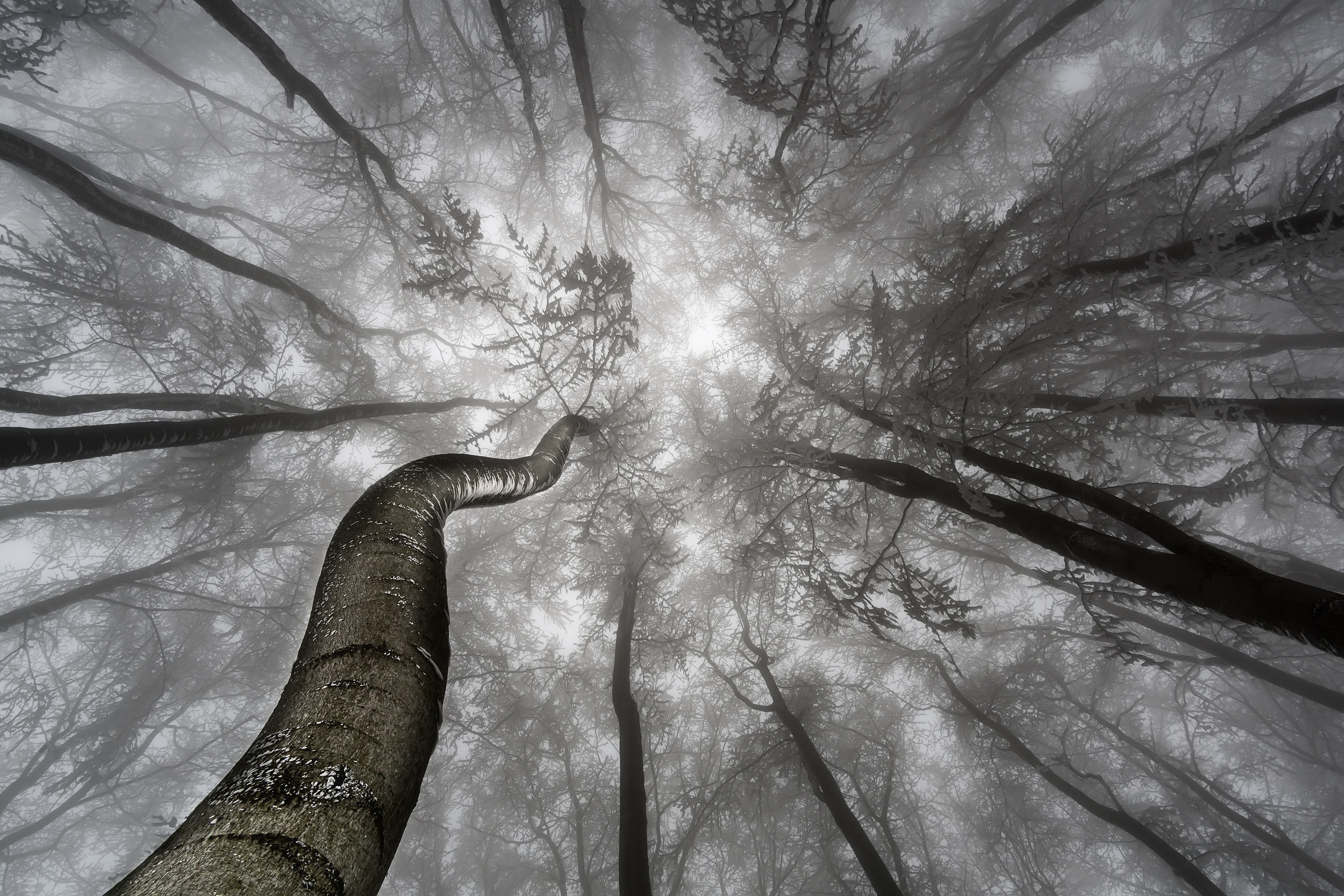 Free download wallpaper Forest, Tree, Earth, Canopy, Black & White on your PC desktop