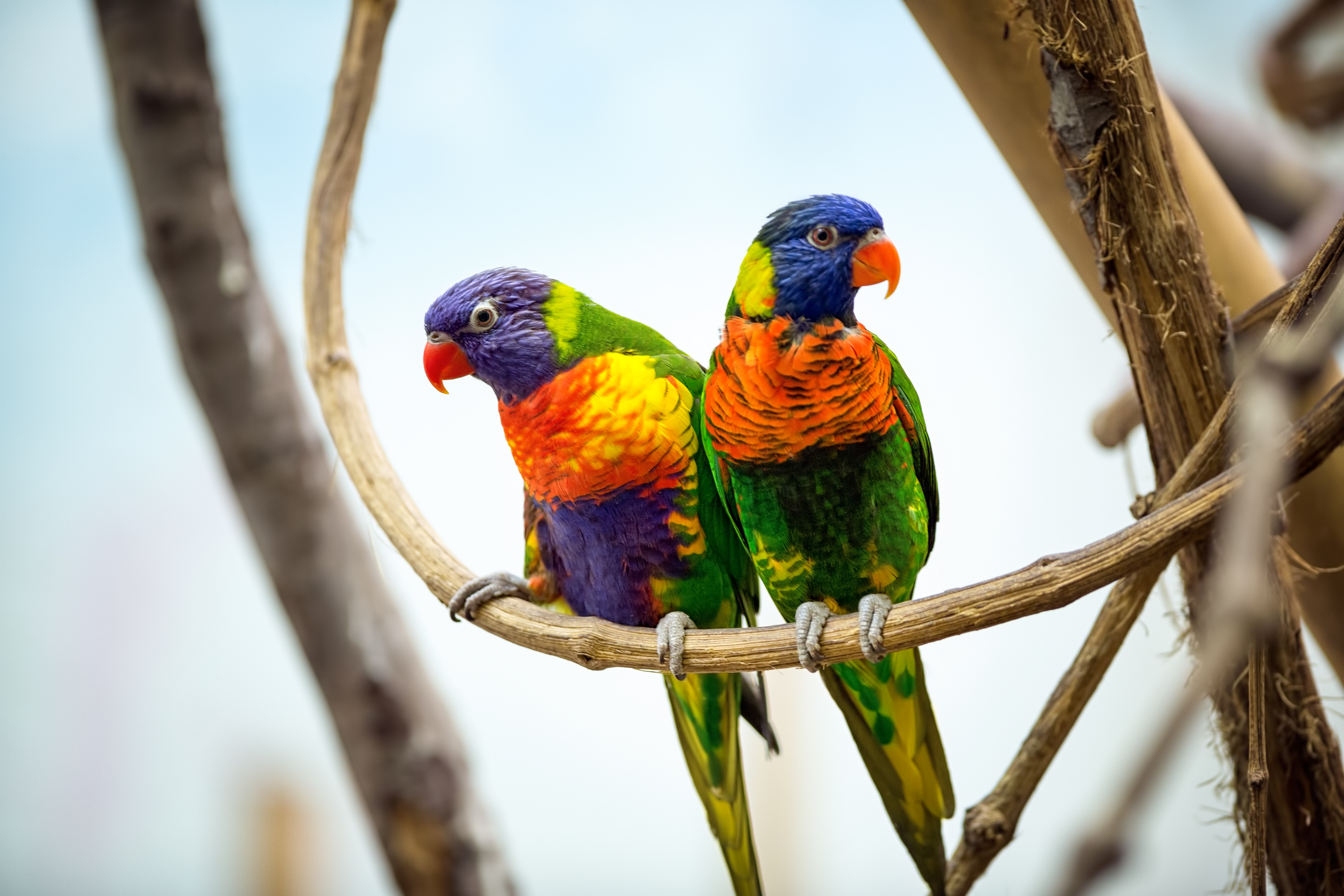 357186 descargar fondo de pantalla animales, loro arcoiris, pareja, loro, aves: protectores de pantalla e imágenes gratis