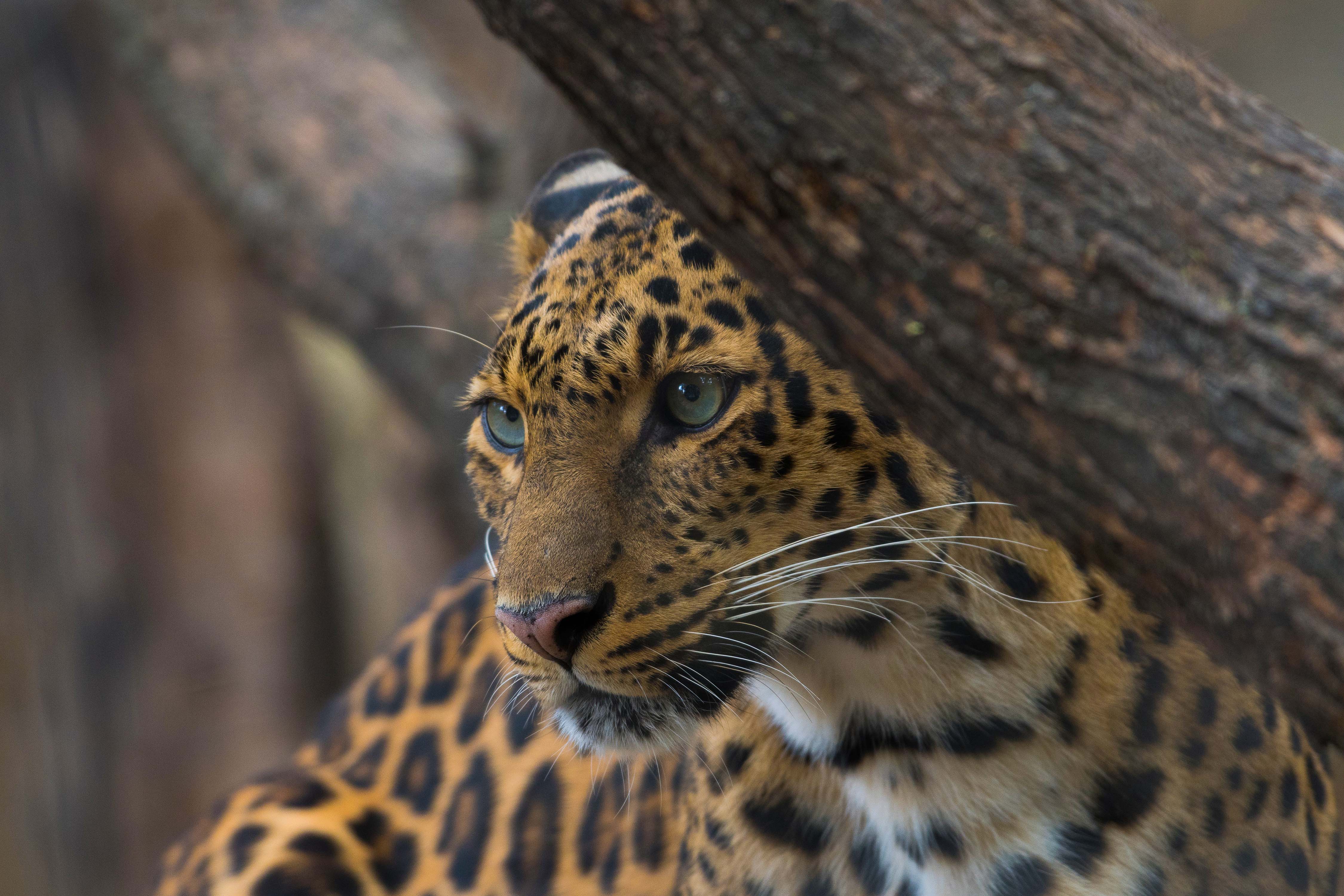 Descarga gratuita de fondo de pantalla para móvil de Animales, Gatos, Leopardo.