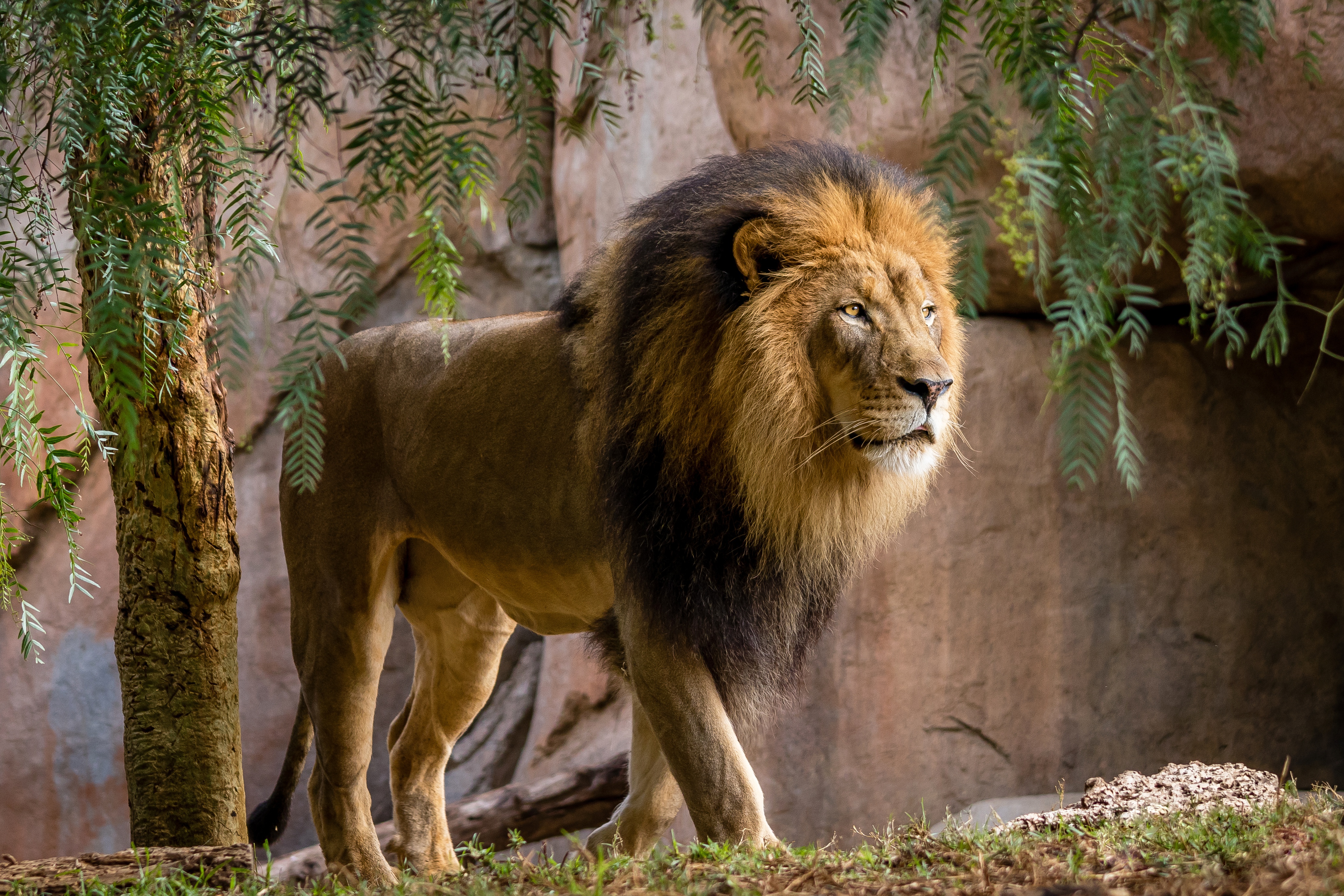 Téléchargez des papiers peints mobile Animaux, Chats, Lion gratuitement.