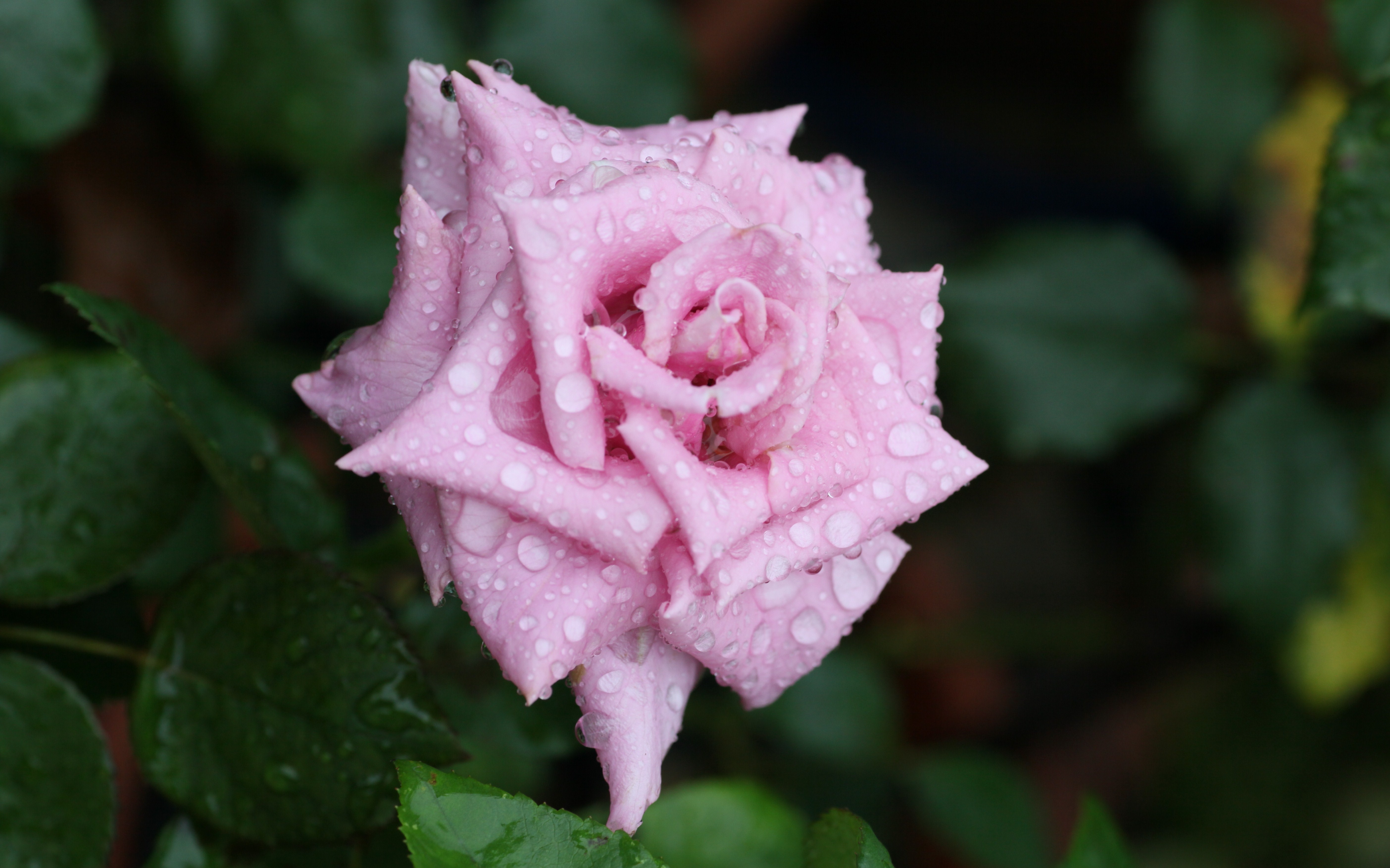 Téléchargez des papiers peints mobile Feuilles, Fleurs, Bourgeon, Rosée, Drops, Fleur, Une Rose, Rose gratuitement.