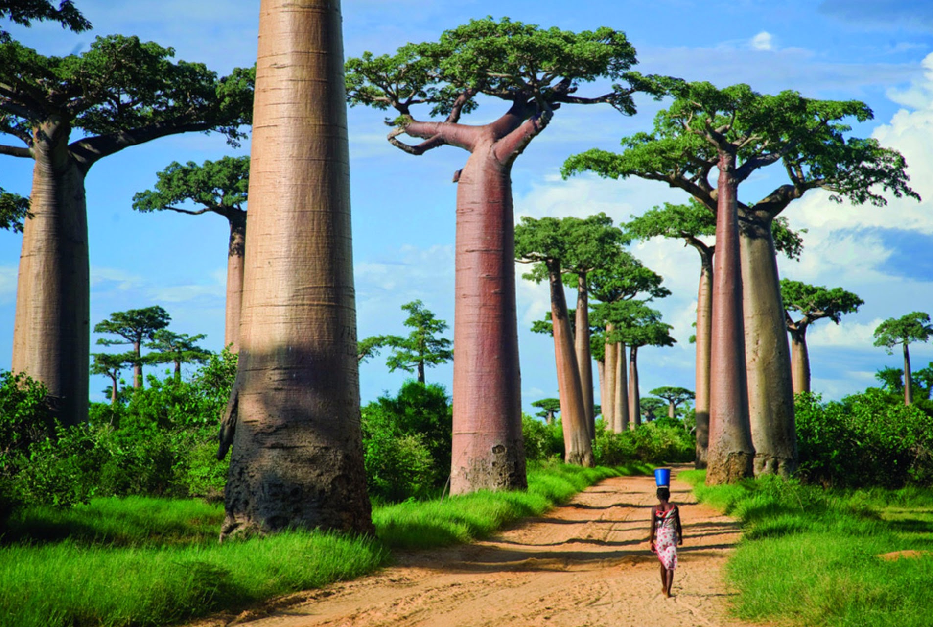 375974 descargar imagen arbol del baobab, tierra/naturaleza, árboles: fondos de pantalla y protectores de pantalla gratis