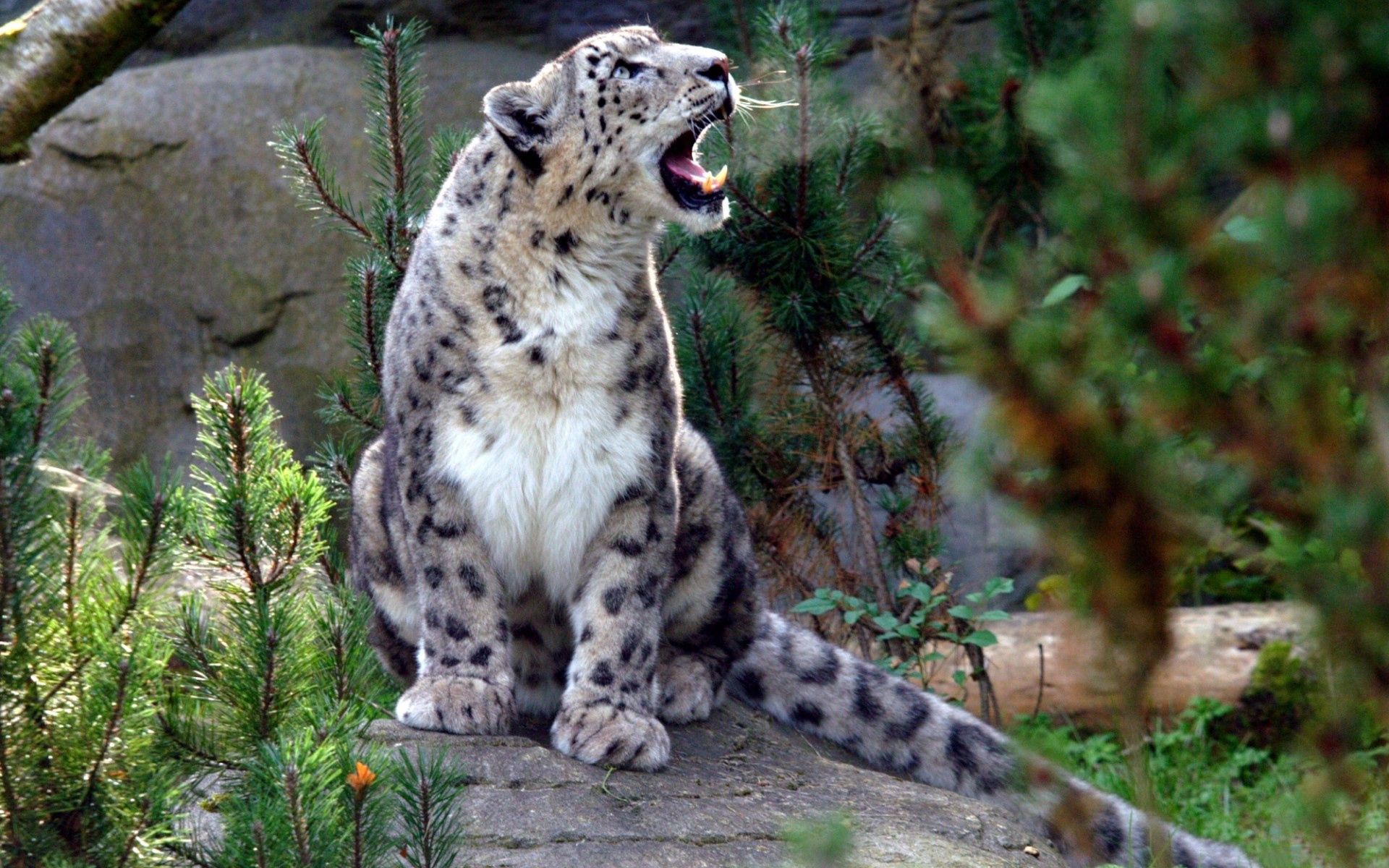 86585 baixar papel de parede animais, snow leopard, agressão, predator, predador, gritar, chorar, irbis - protetores de tela e imagens gratuitamente
