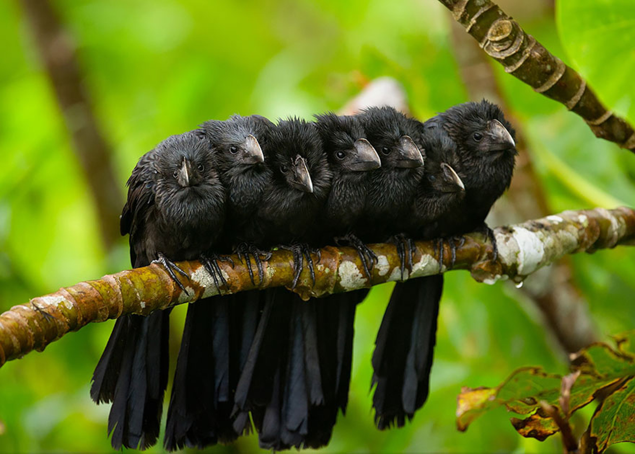 Téléchargez gratuitement l'image Animaux, Oiseau, Des Oiseaux sur le bureau de votre PC