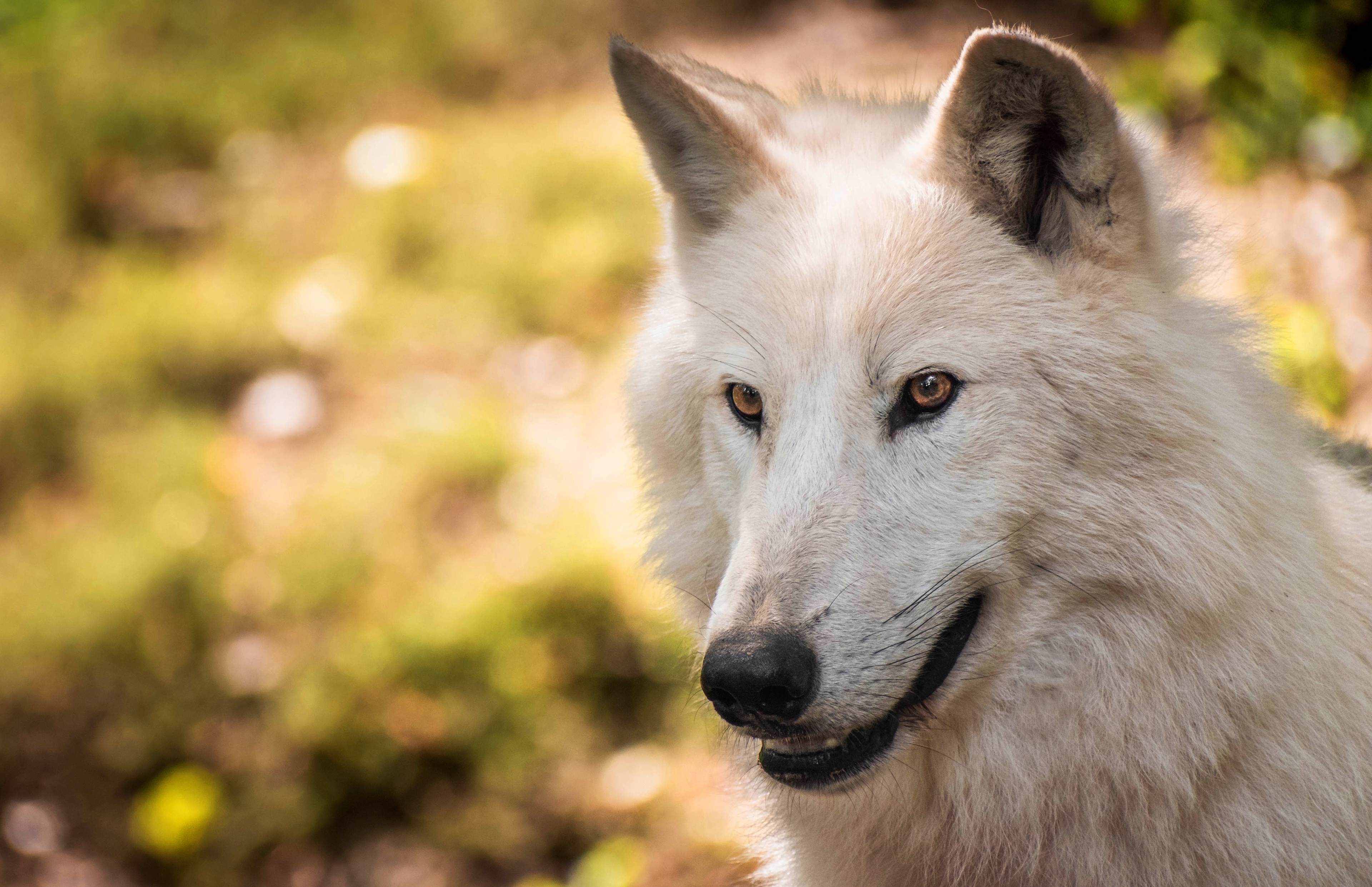 1002732 Hintergrundbild herunterladen weißer wolf, tiere, arktischer wolf, schnauze, wolf - Bildschirmschoner und Bilder kostenlos