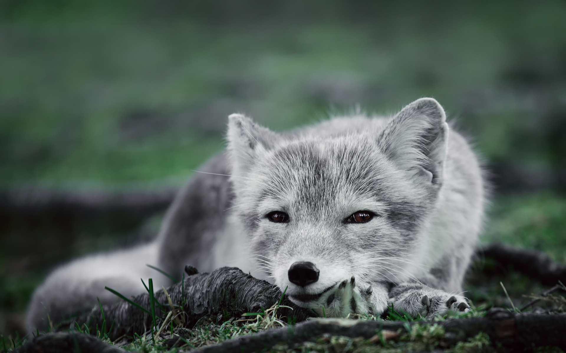 Free download wallpaper Animal, Arctic Fox on your PC desktop
