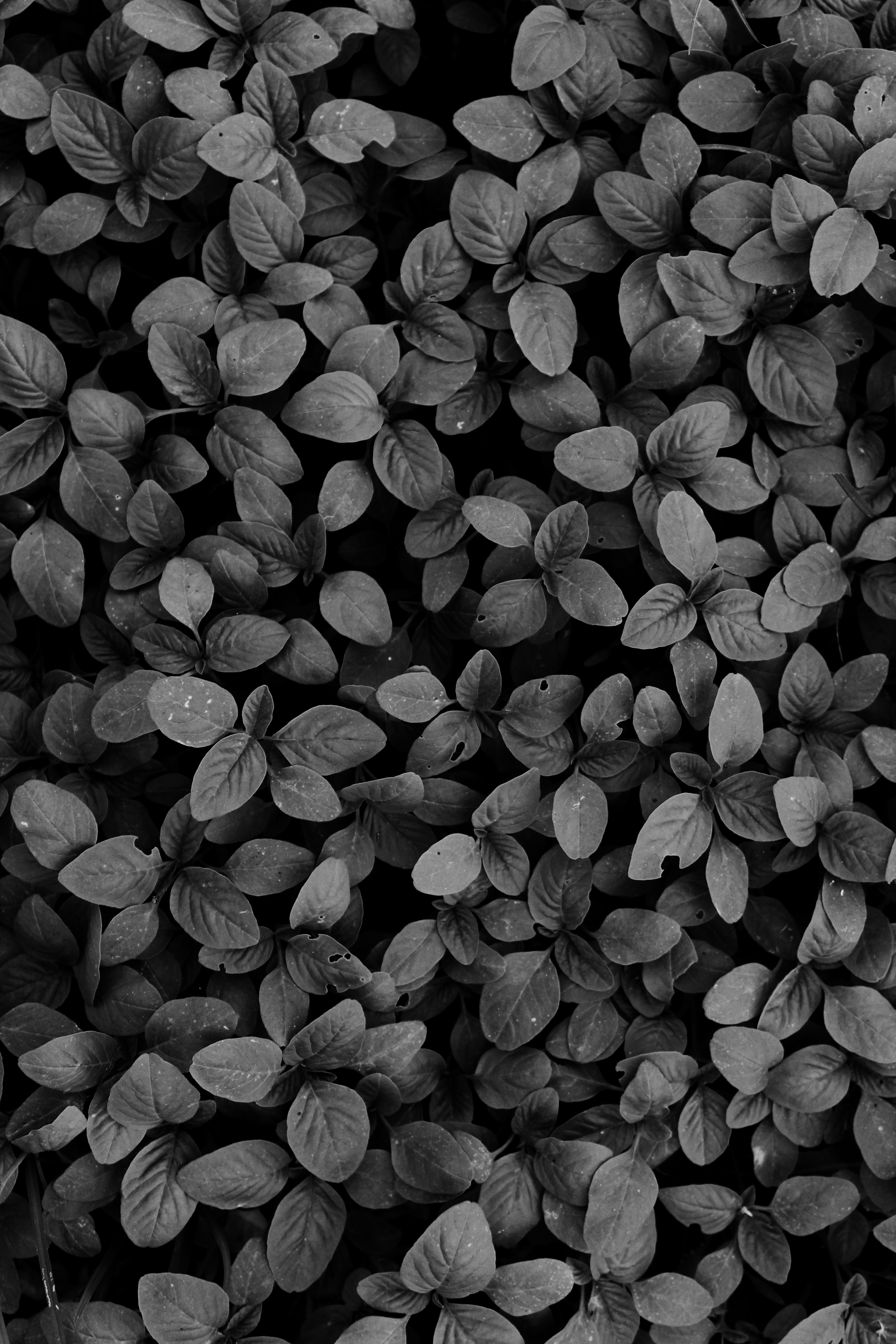 Horizontal Wallpaper plants, leaves, dark, bw, chb