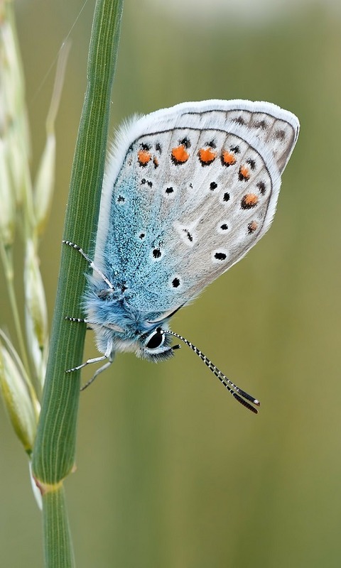 Descarga gratuita de fondo de pantalla para móvil de Animales, Insecto, Mariposa.