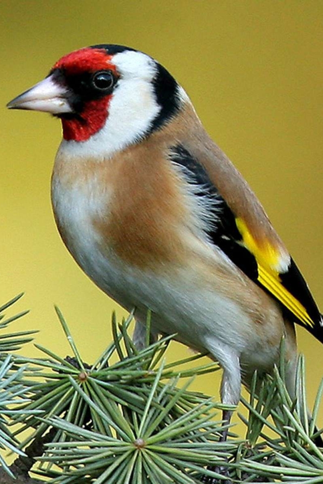 animal, goldfinch, birds 4K Ultra