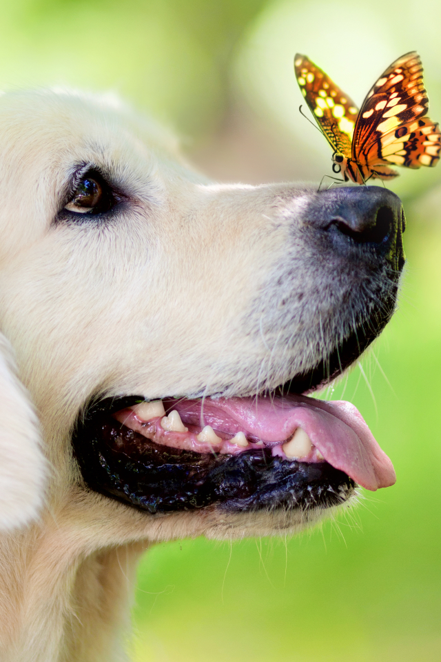 Download mobile wallpaper Dogs, Dog, Muzzle, Close Up, Butterfly, Animal, Labrador Retriever for free.