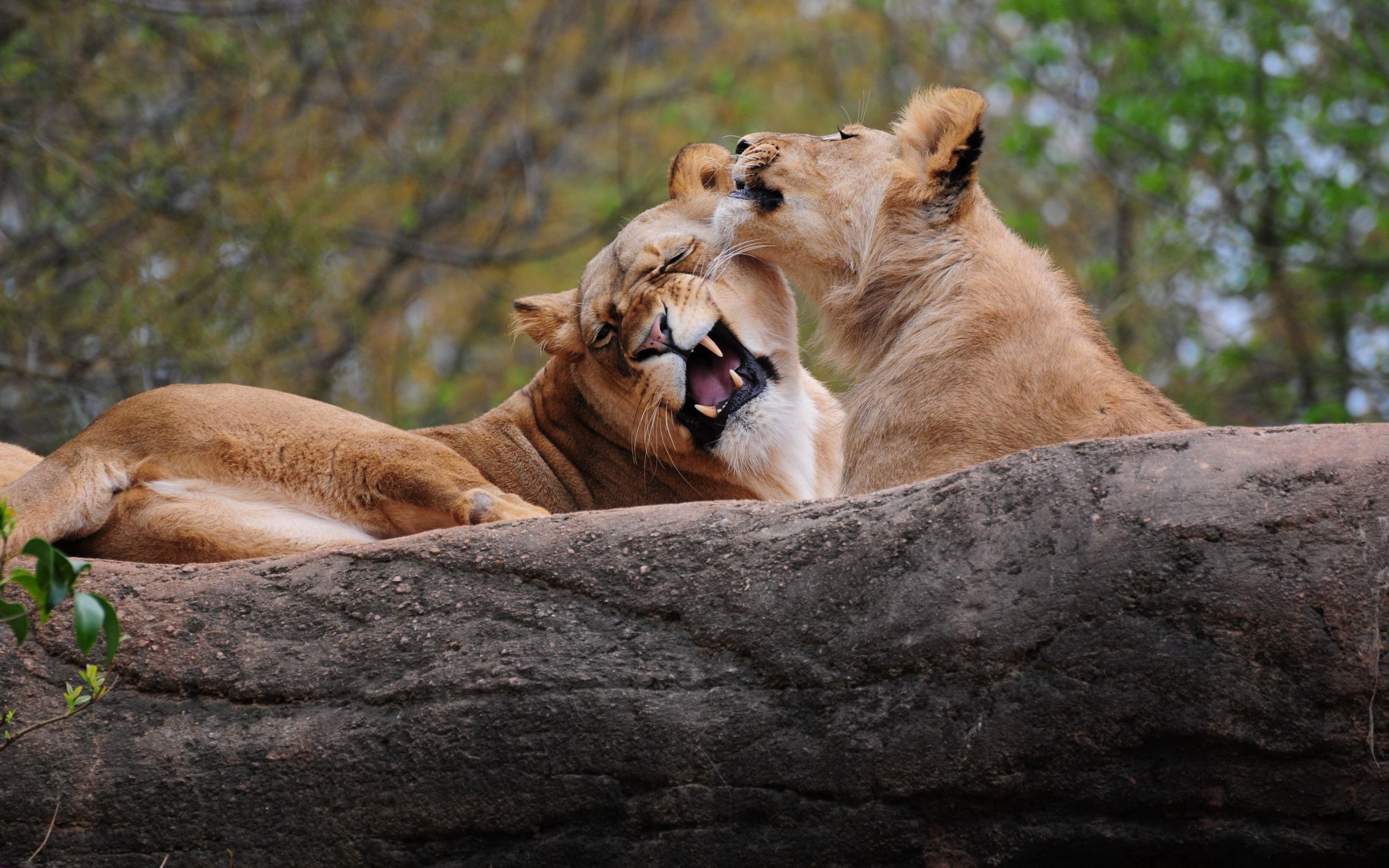 lion, care, animals, couple, pair, predator, game