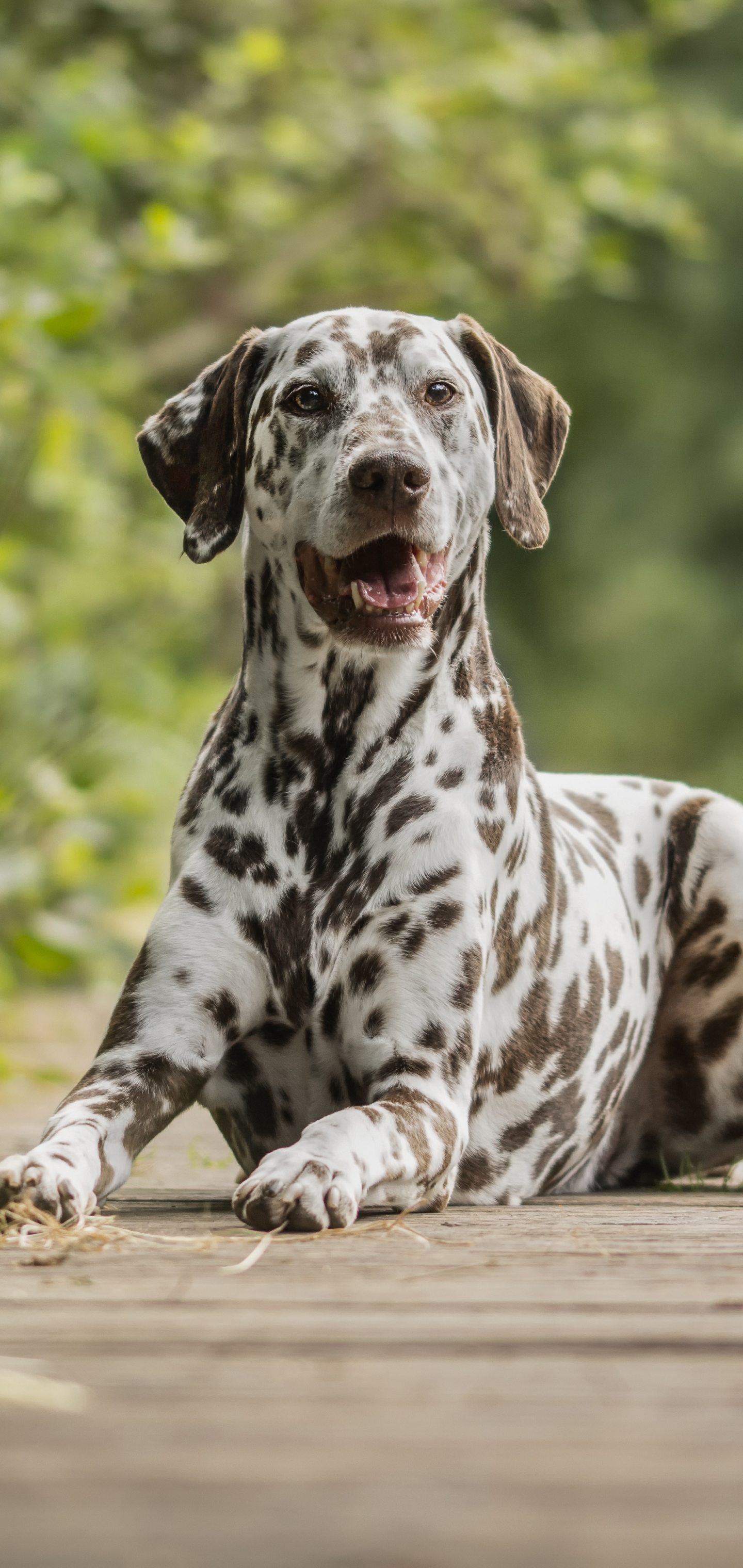 Download mobile wallpaper Dogs, Dog, Animal, Dalmatian, Stare for free.