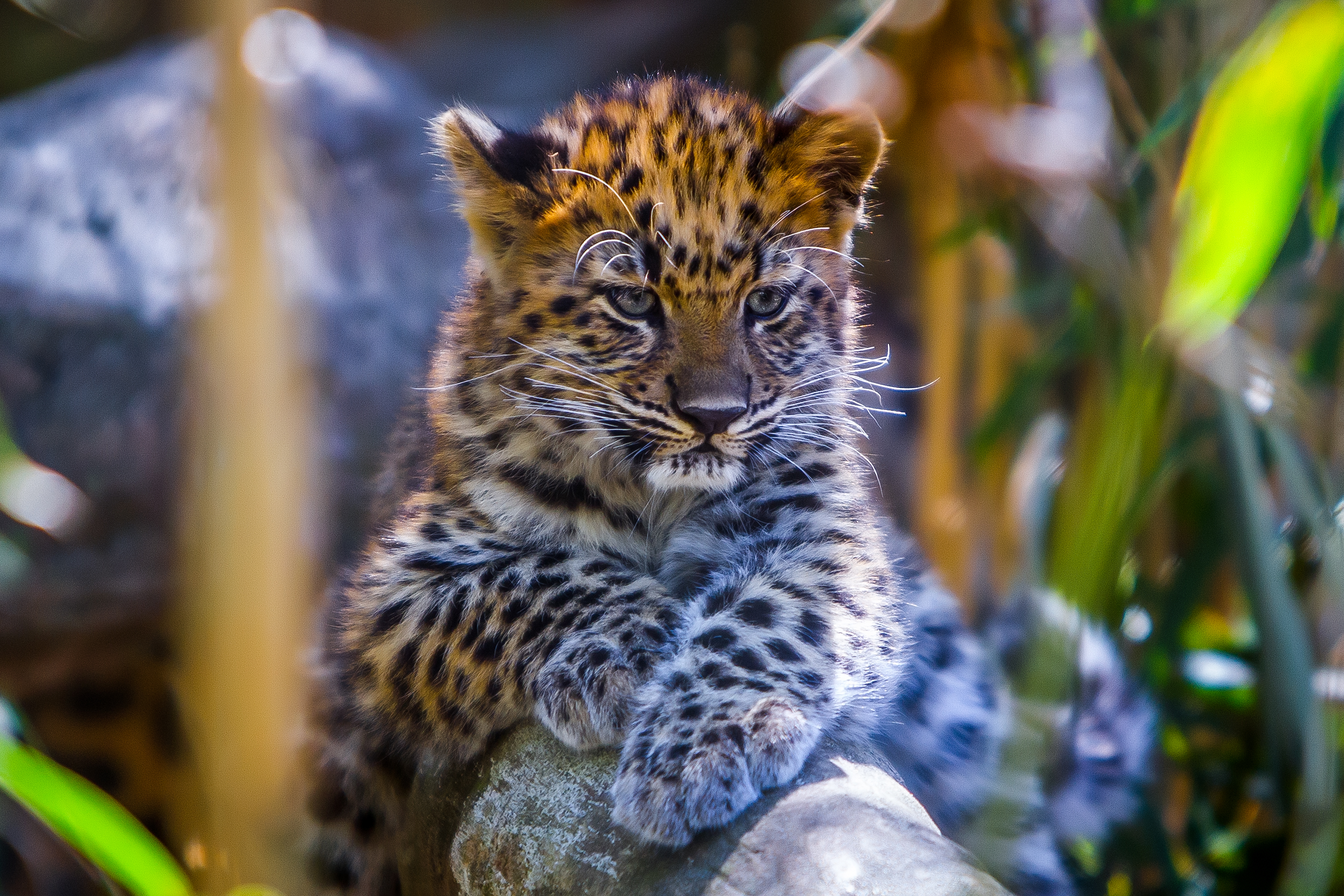63006 télécharger le fond d'écran léopard, animaux, jeune, prédateur, vue, opinion, joey - économiseurs d'écran et images gratuitement
