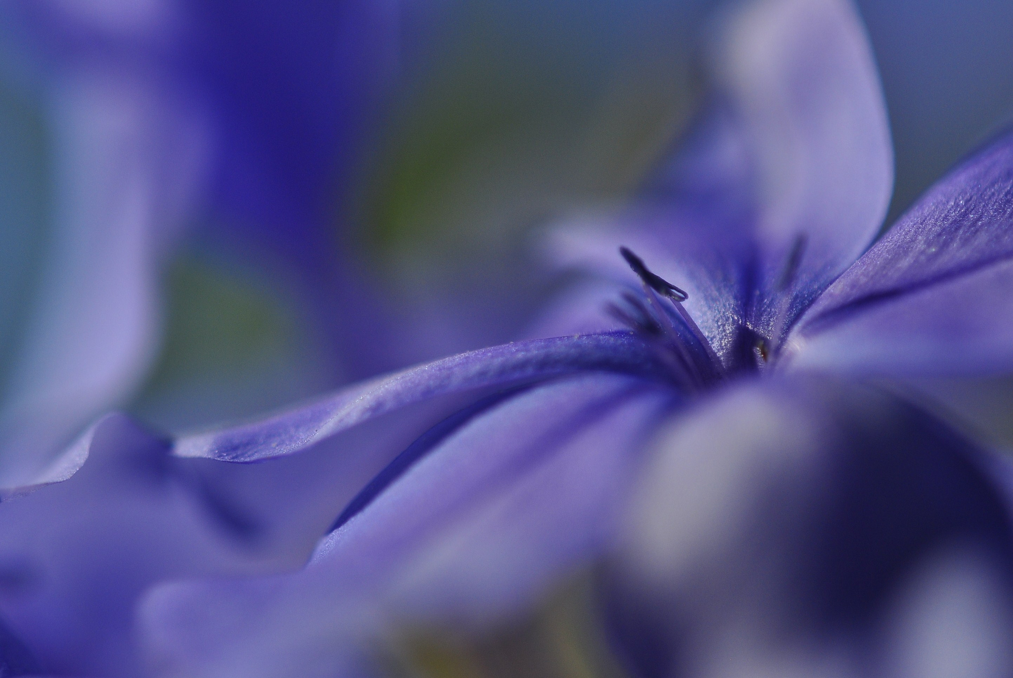 Download mobile wallpaper Flowers, Flower, Macro, Earth, Purple Flower for free.