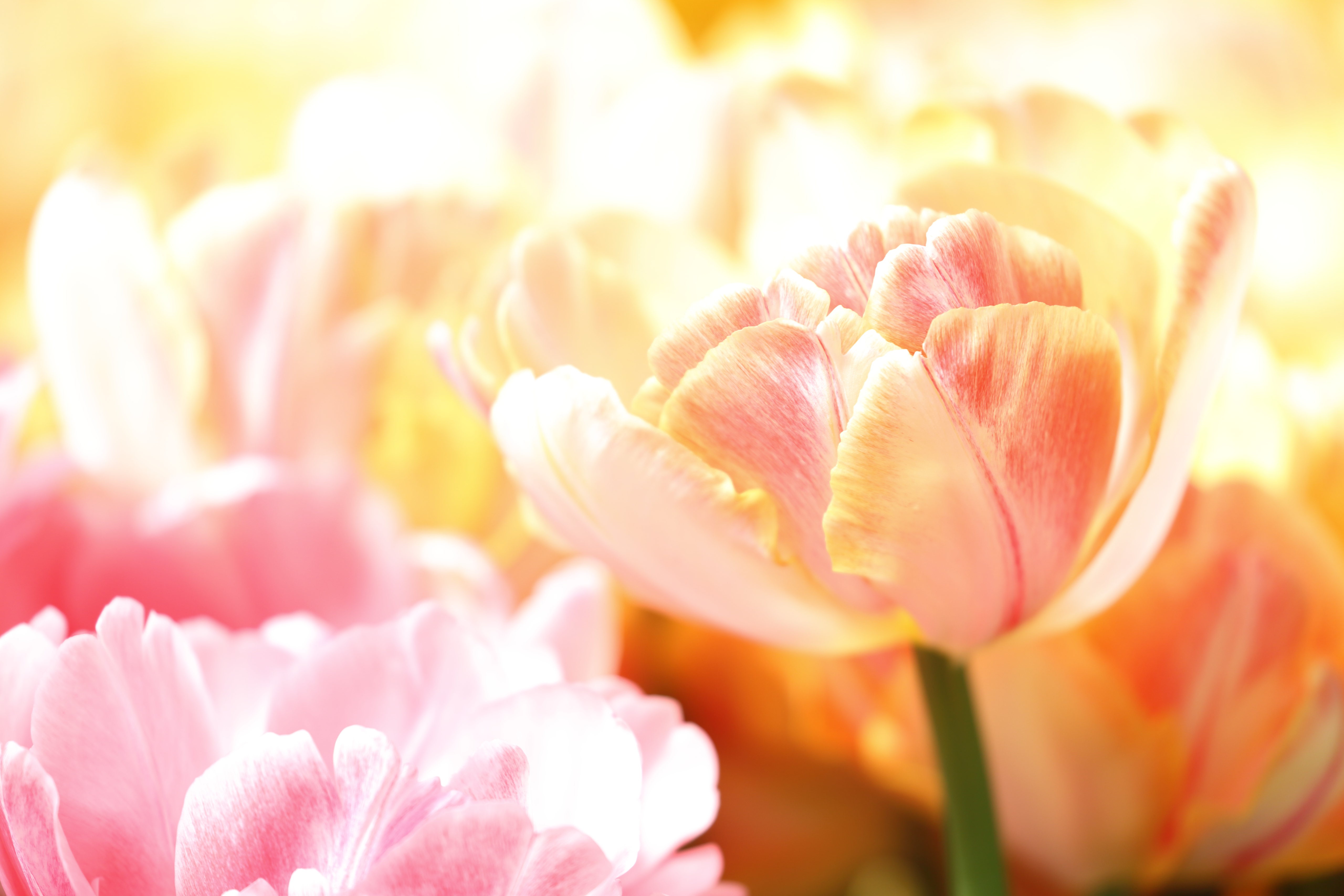 Download mobile wallpaper Flowers, Earth, Tulip for free.