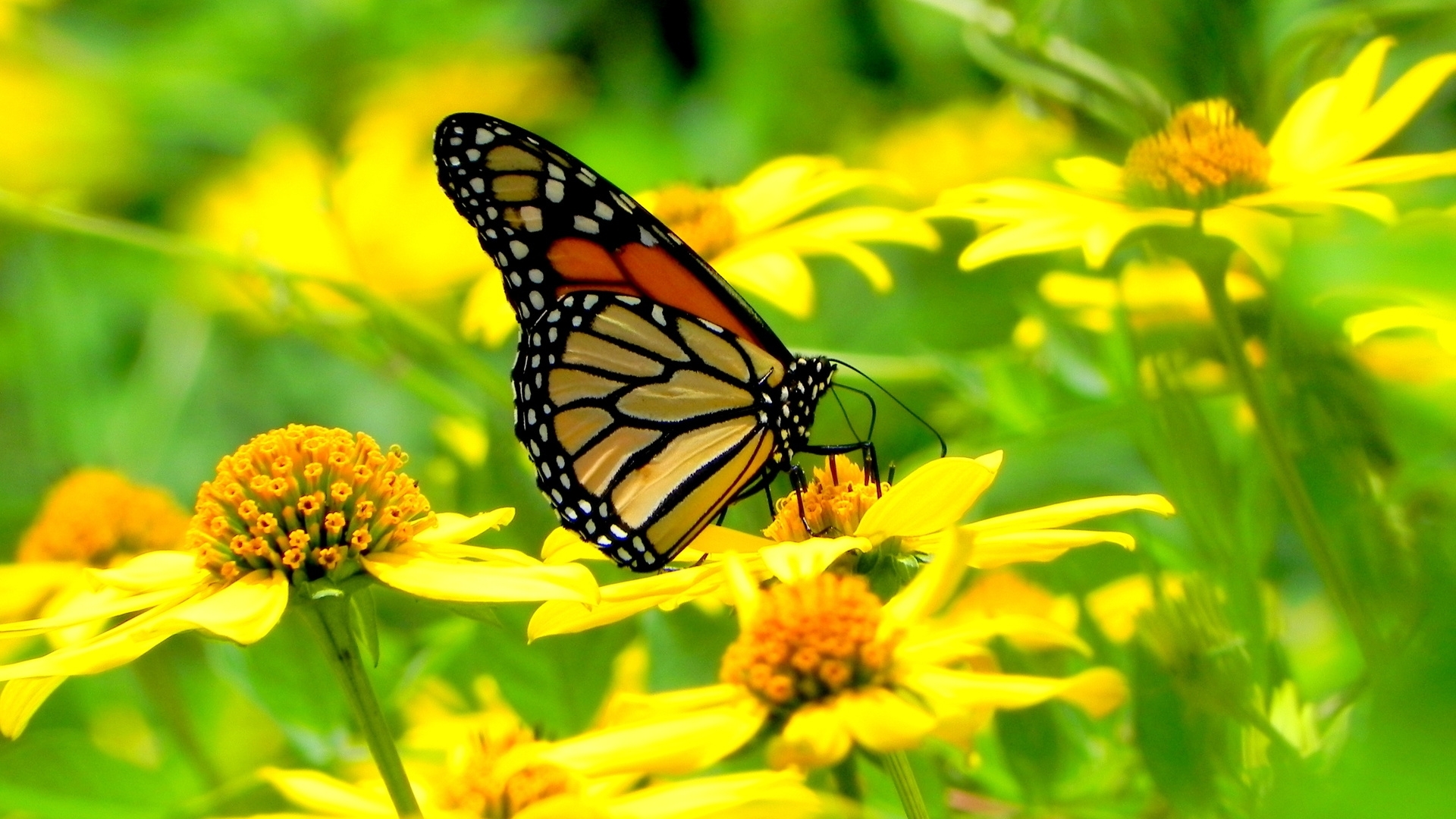 Free download wallpaper Flower, Close Up, Butterfly, Animal, Colorful on your PC desktop