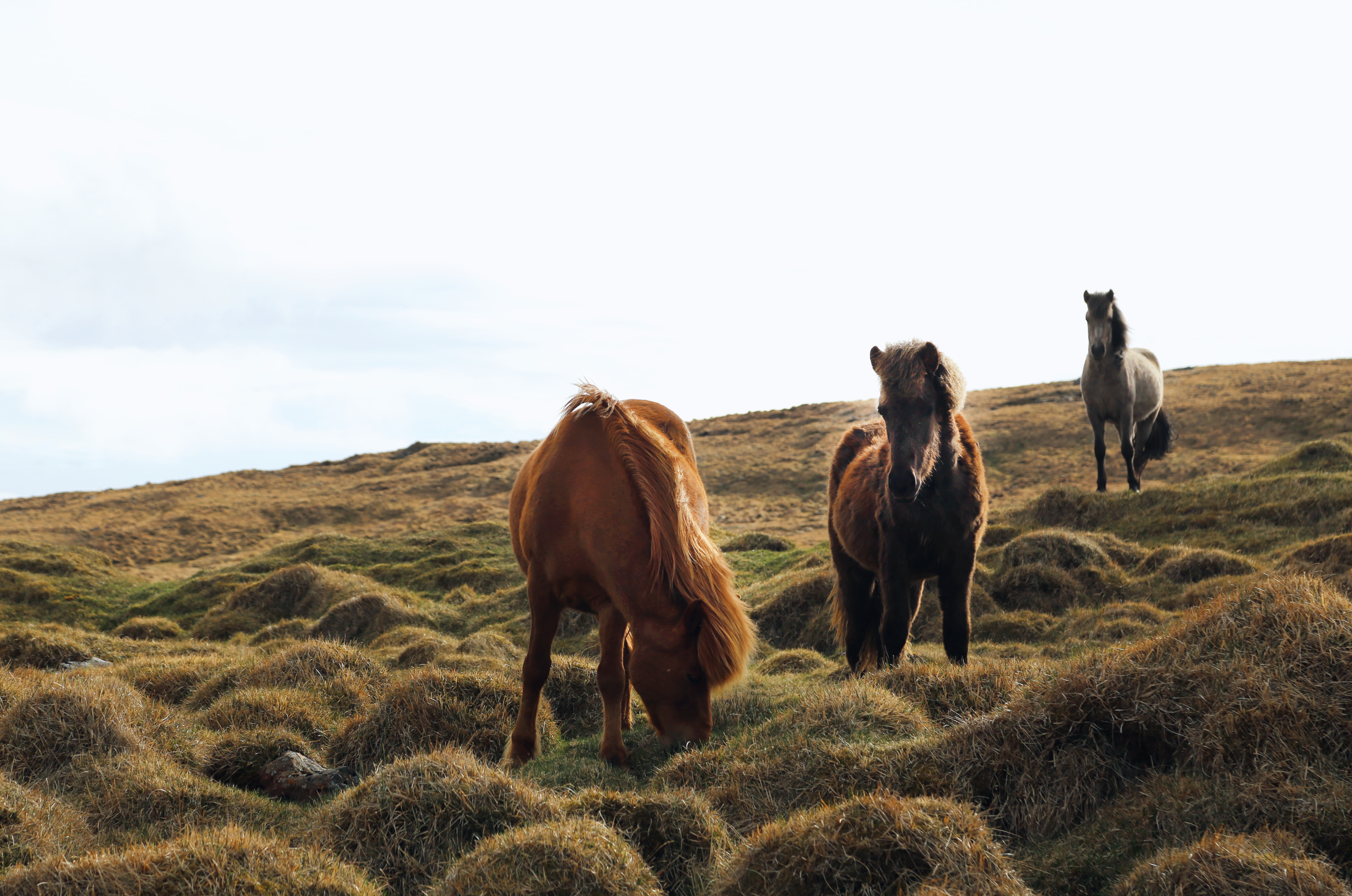 Download mobile wallpaper Grass, Animal, Horse for free.