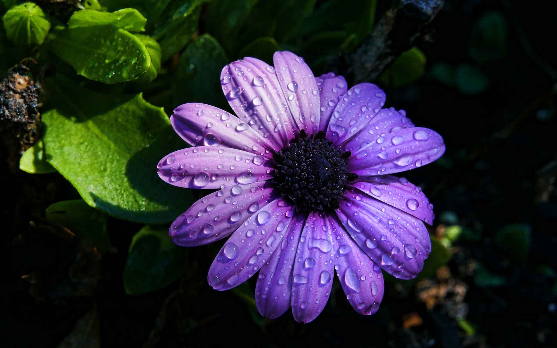 Free download wallpaper Earth, Daisy, African Daisy, Purple Flower, Water Drop on your PC desktop