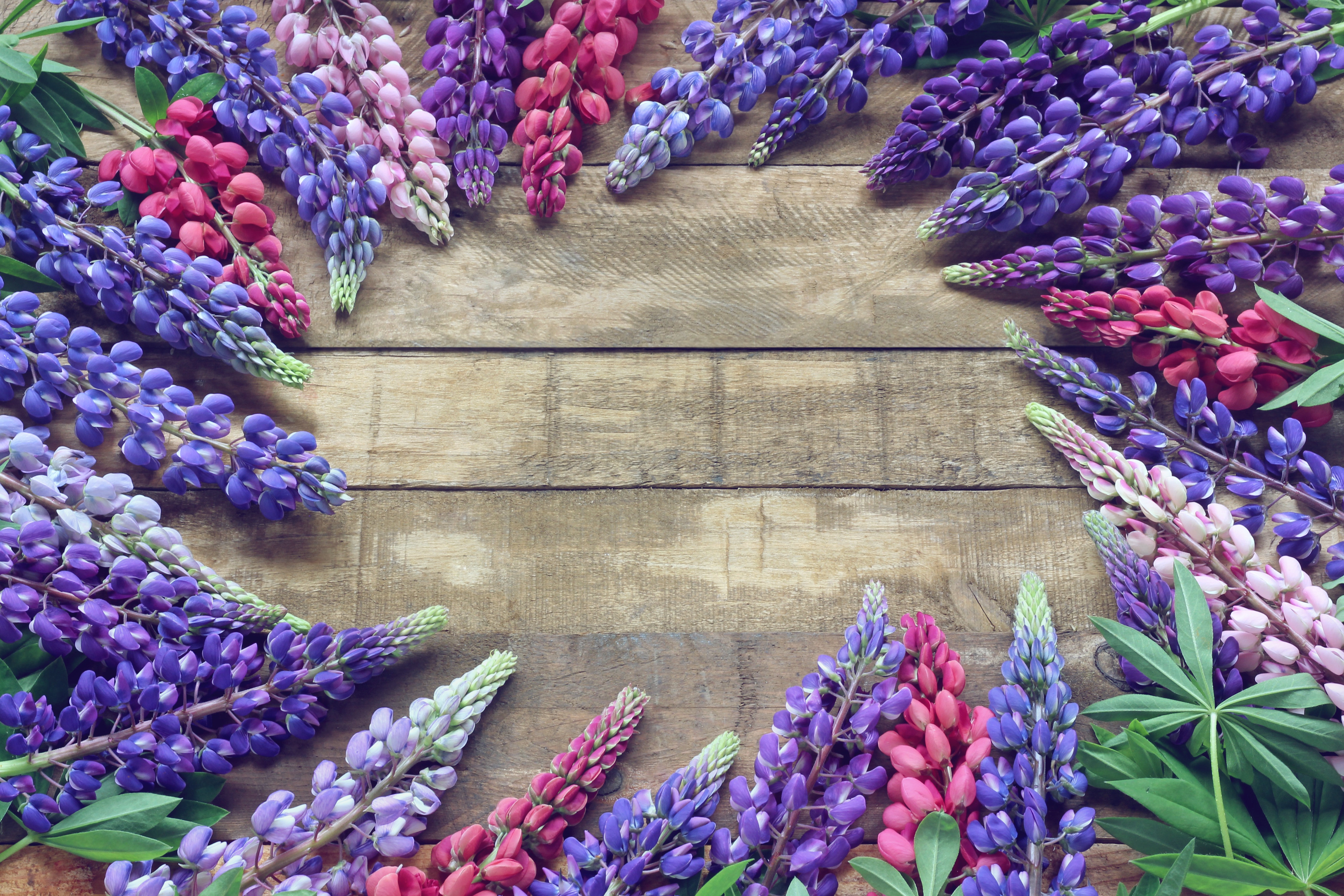 PCデスクトップに花, ルパン, 青い花, マンメイド, ピンクの花, 紫色の花画像を無料でダウンロード