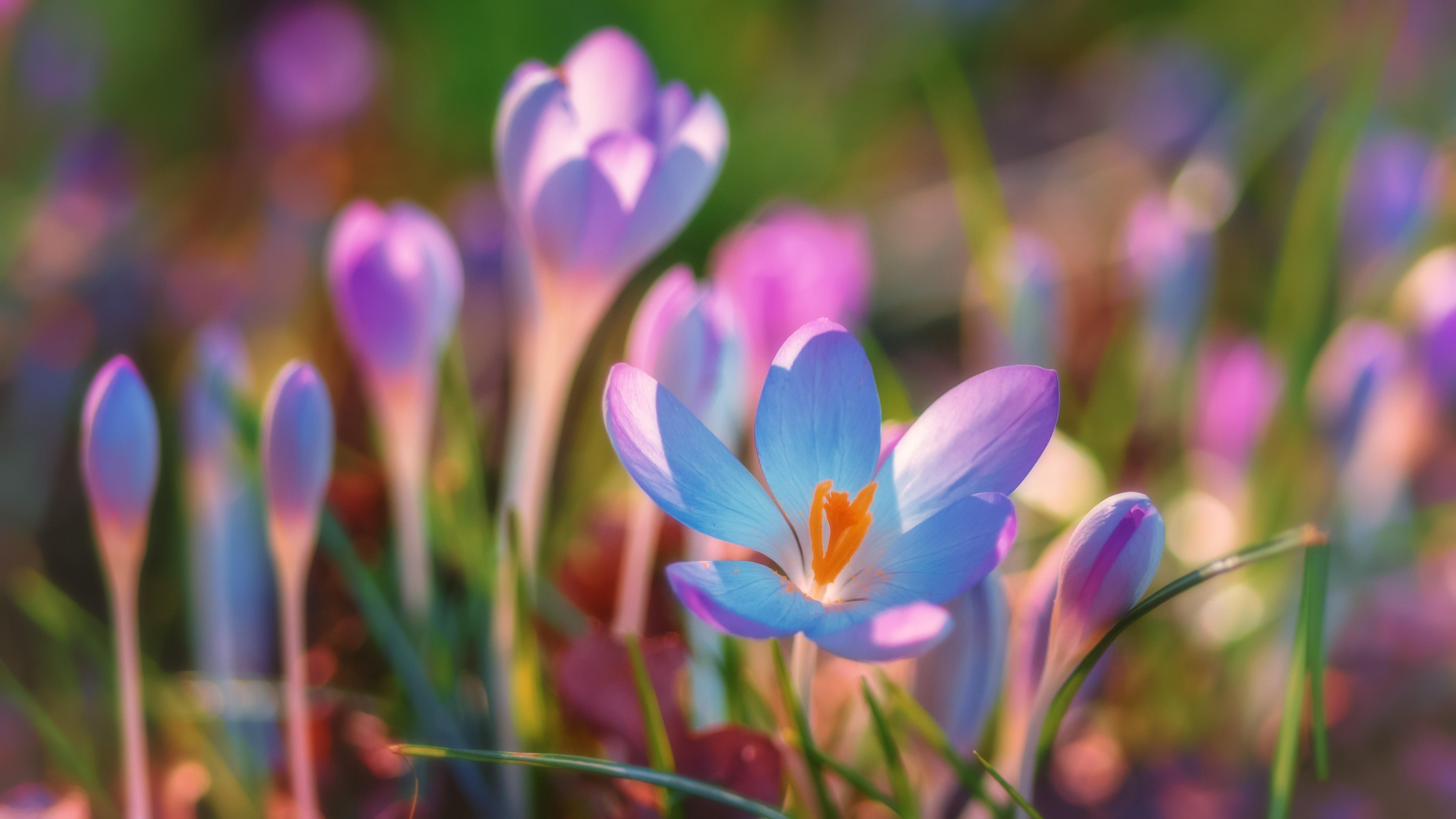 Free download wallpaper Nature, Flowers, Flower, Macro, Earth, Crocus, Purple Flower on your PC desktop