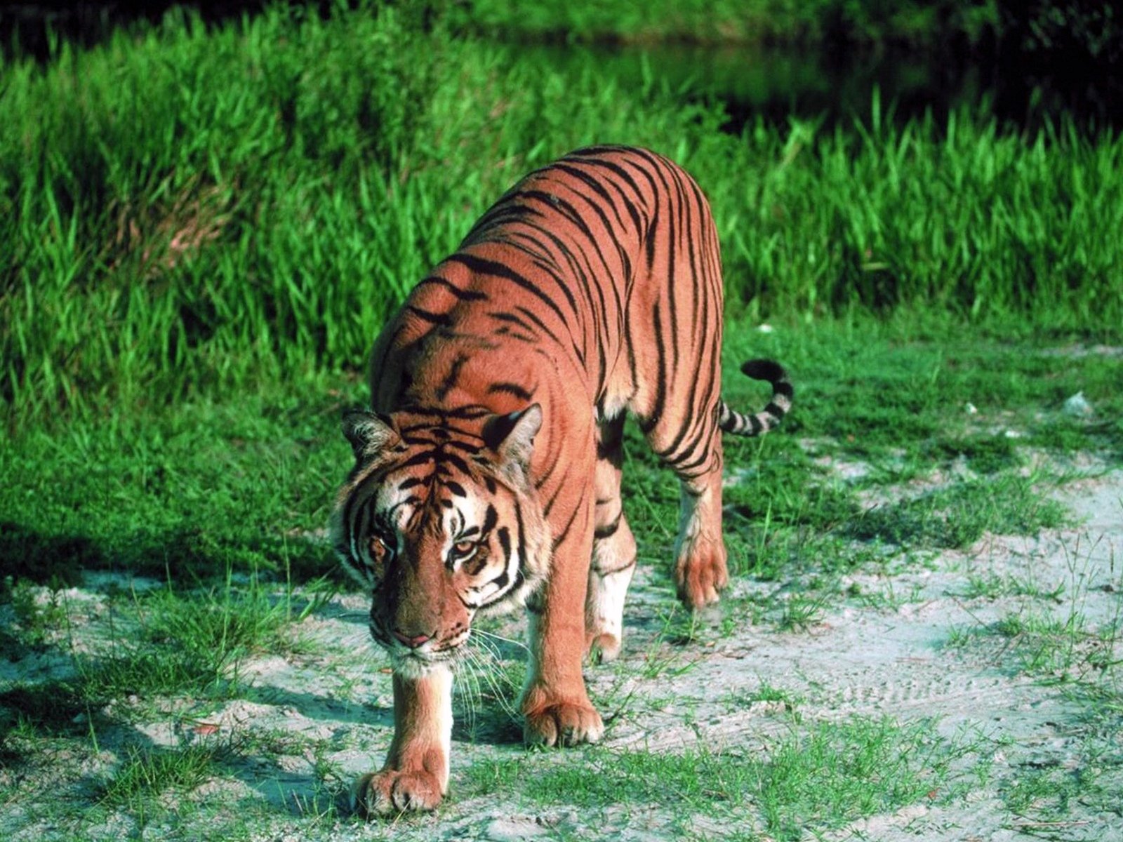 Descarga gratuita de fondo de pantalla para móvil de Animales, Tigre.