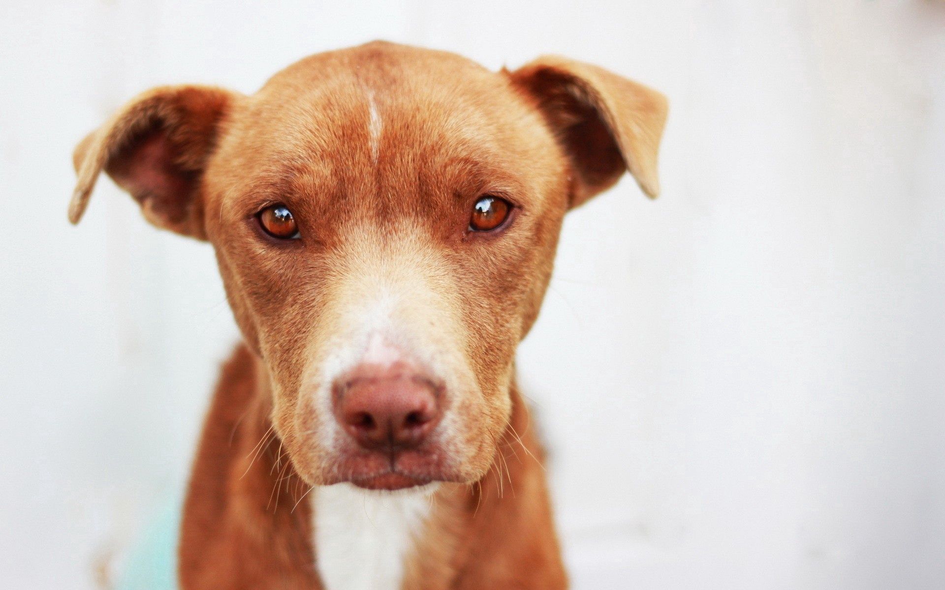 Handy-Wallpaper Hund, Hündchen, Schnauze, Trauer, Tiere, Augen, Traurigkeit, Welpen kostenlos herunterladen.