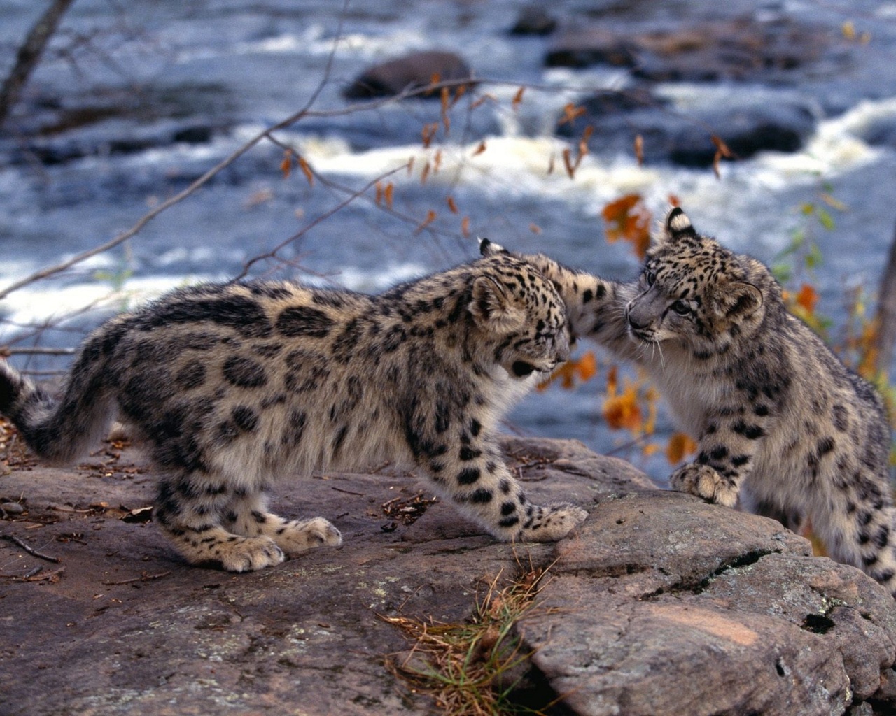 Descarga gratis la imagen Animales, Leopardo De Las Nieves en el escritorio de tu PC