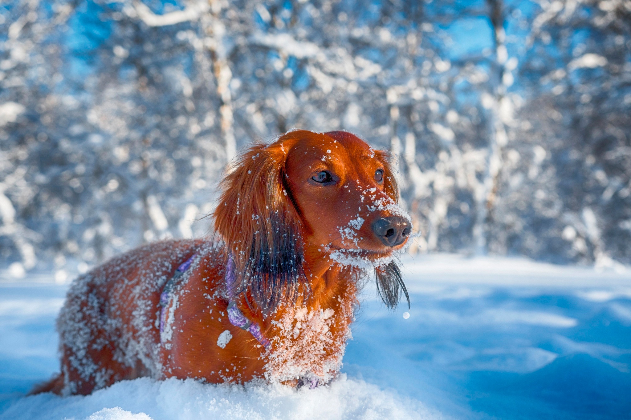 Handy-Wallpaper Tiere, Winter, Hunde, Schnee, Hund, Dackel, Tiefenschärfe kostenlos herunterladen.