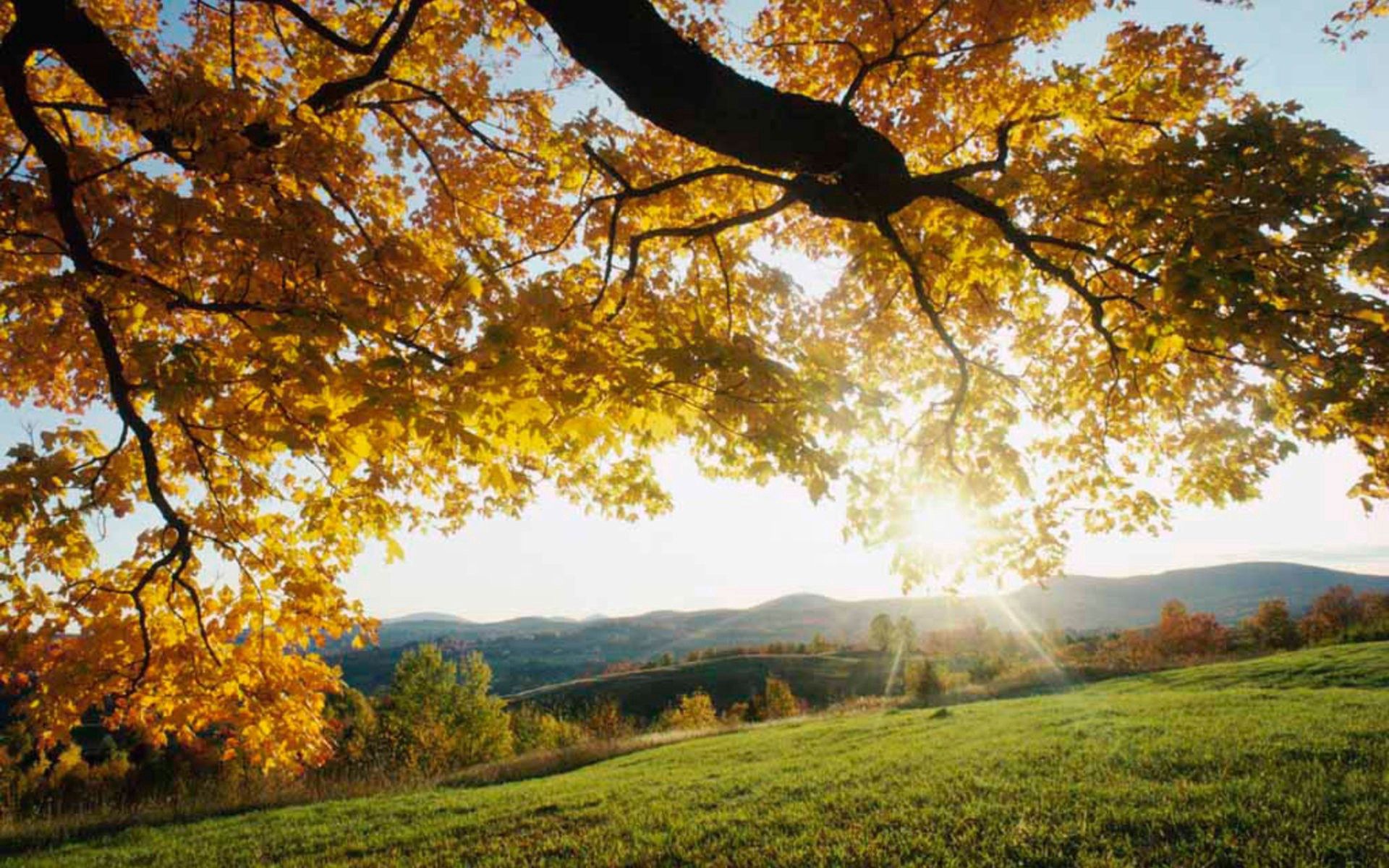 121078 скачать обои осень, природа, листья, желтые, свет, дерево, луг, ветви, солнечные лучи - заставки и картинки бесплатно
