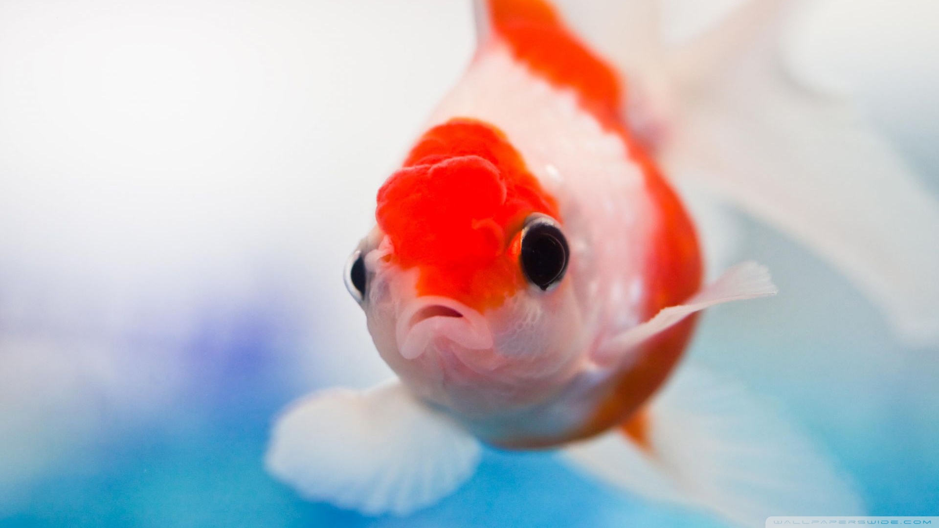 Free download wallpaper Animal, Goldfish on your PC desktop