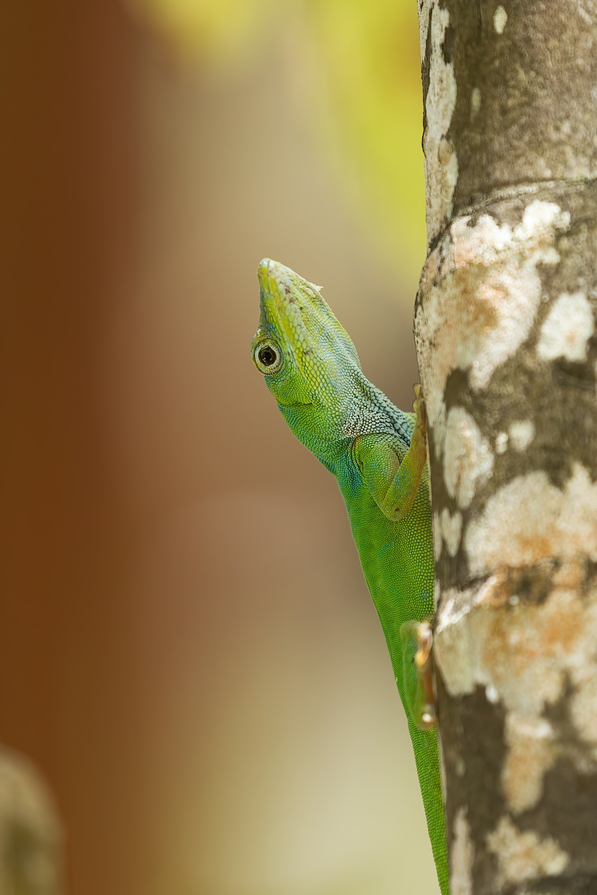 Free download wallpaper Lizard, Animals, Wood, Close Up, Reptile, Tree on your PC desktop