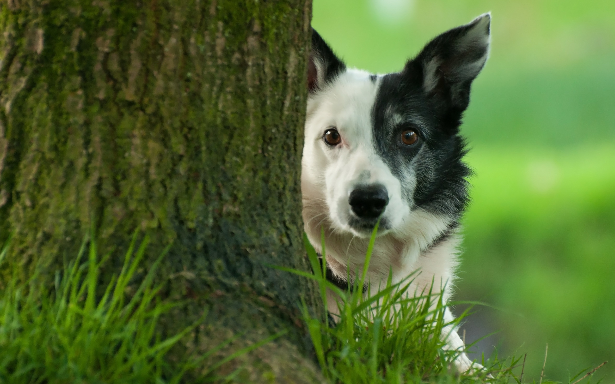 Laden Sie das Hunde, Hund, Tiere-Bild kostenlos auf Ihren PC-Desktop herunter