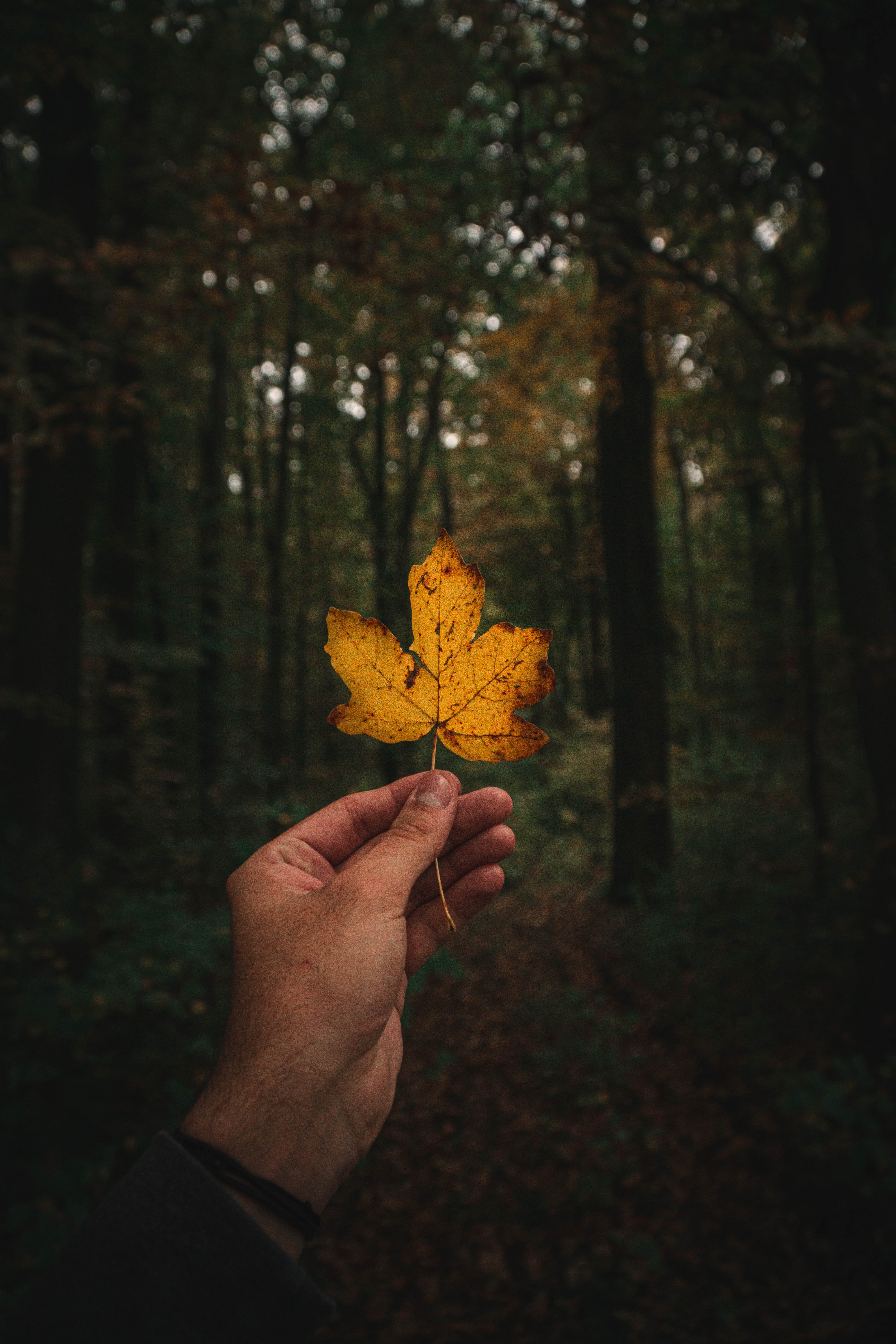Laden Sie das Hand, Verschiedenes, Flugblatt, Leaflet, Sonstige, Wald, Herbst-Bild kostenlos auf Ihren PC-Desktop herunter