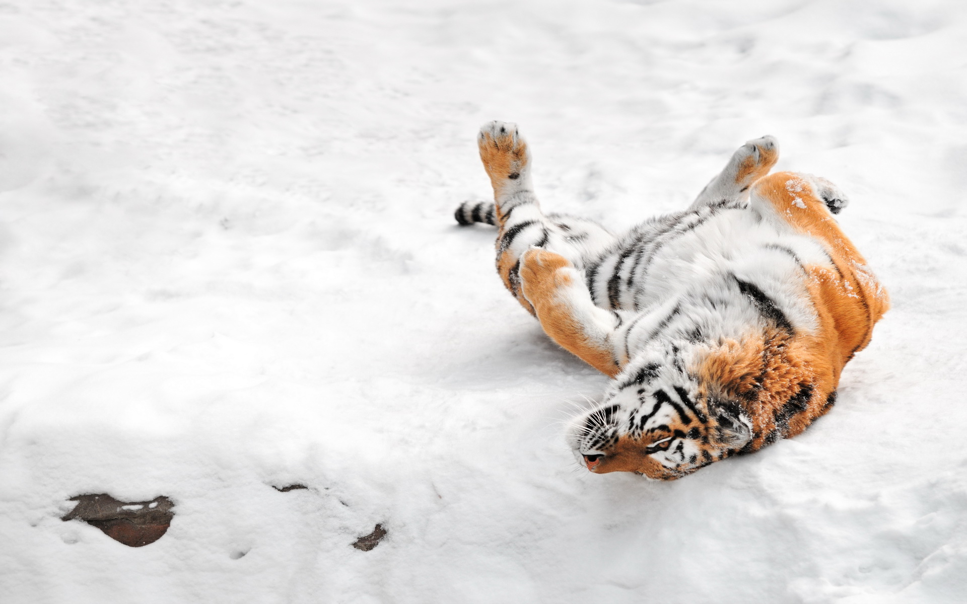 Laden Sie das Tiere, Katzen, Tiger-Bild kostenlos auf Ihren PC-Desktop herunter