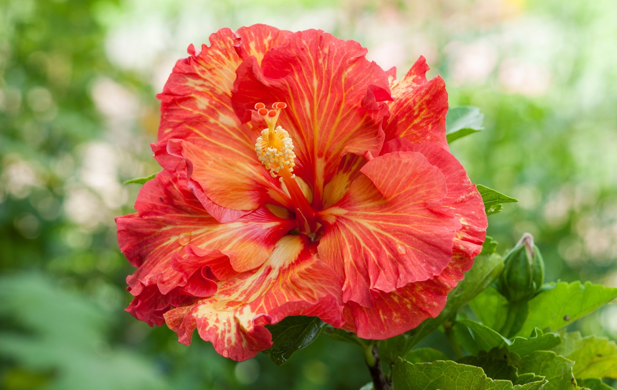 Laden Sie das Blumen, Blume, Nahansicht, Bokeh, Hibiskus, Erde/natur, Orangene Blume-Bild kostenlos auf Ihren PC-Desktop herunter