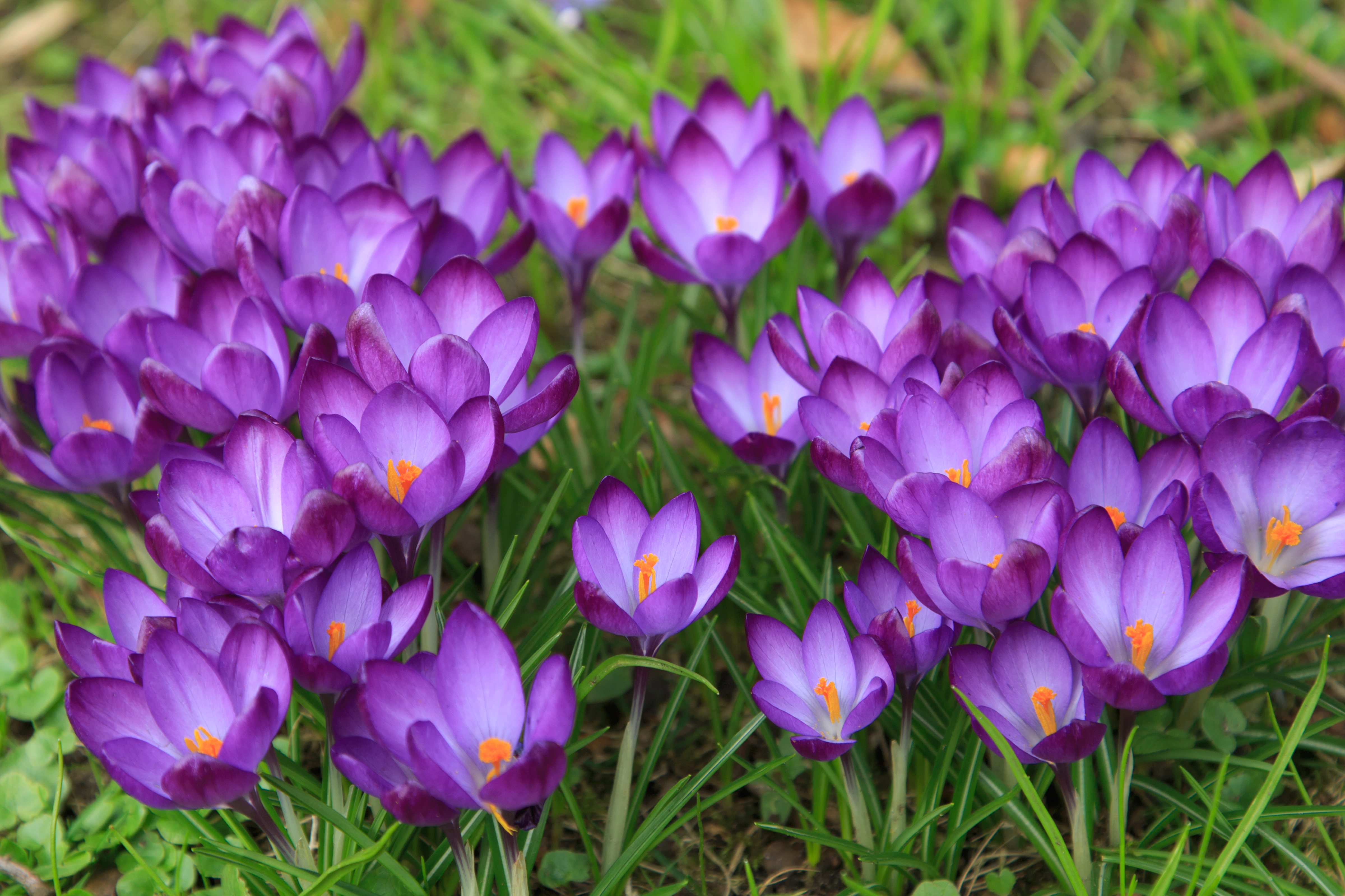 Free download wallpaper Nature, Flowers, Flower, Earth, Crocus, Purple Flower on your PC desktop